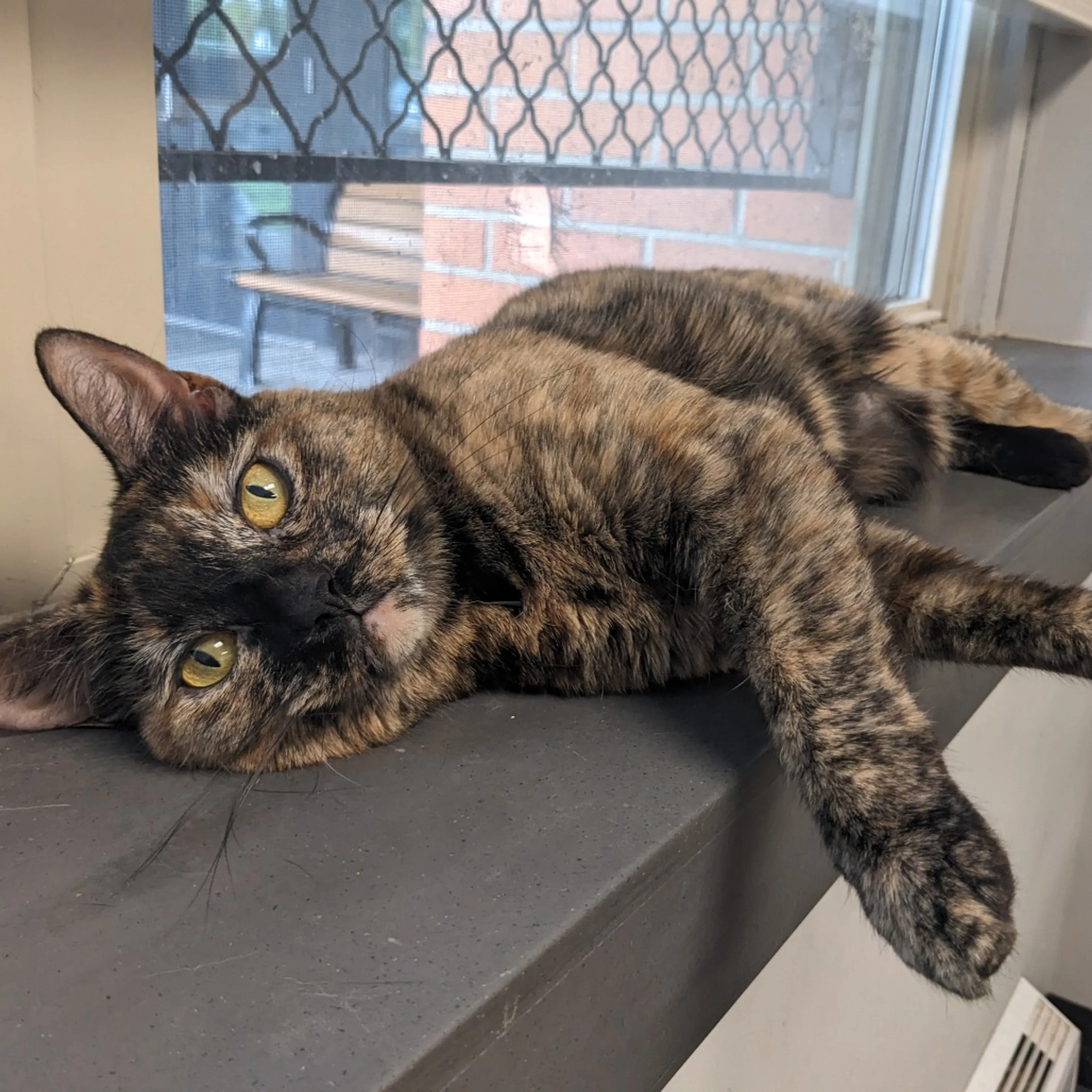 Found pet-18