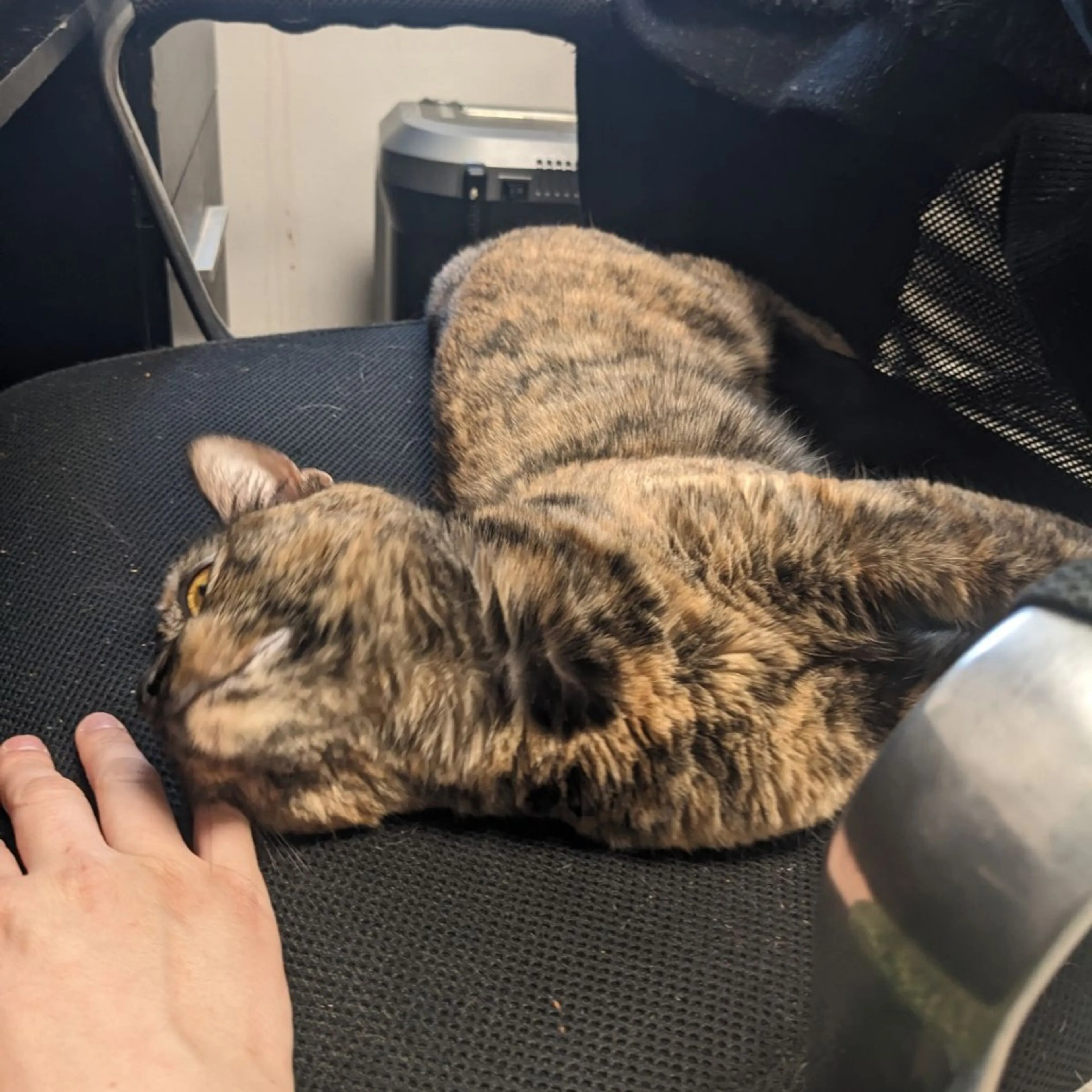 Found pet-10