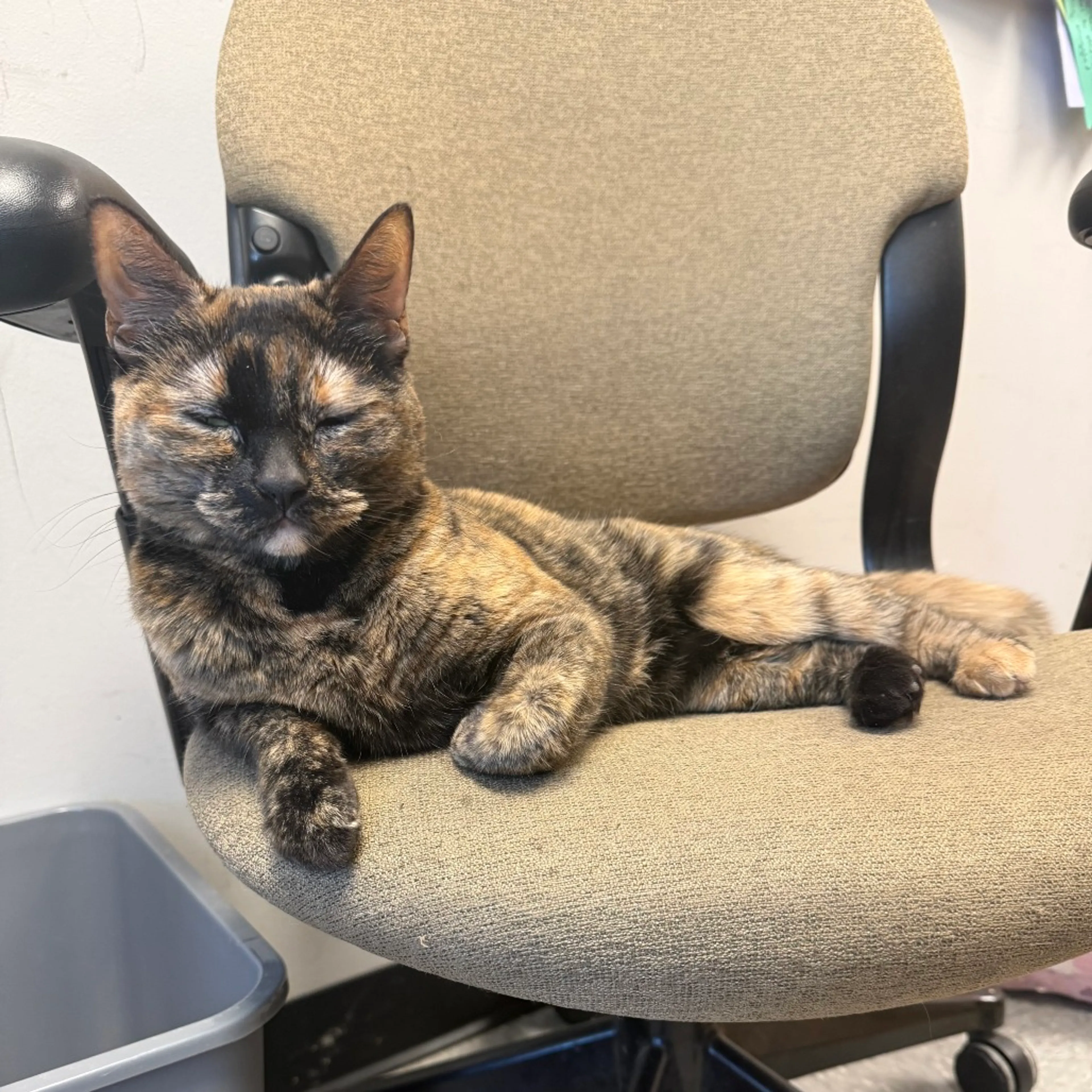 Found pet-32