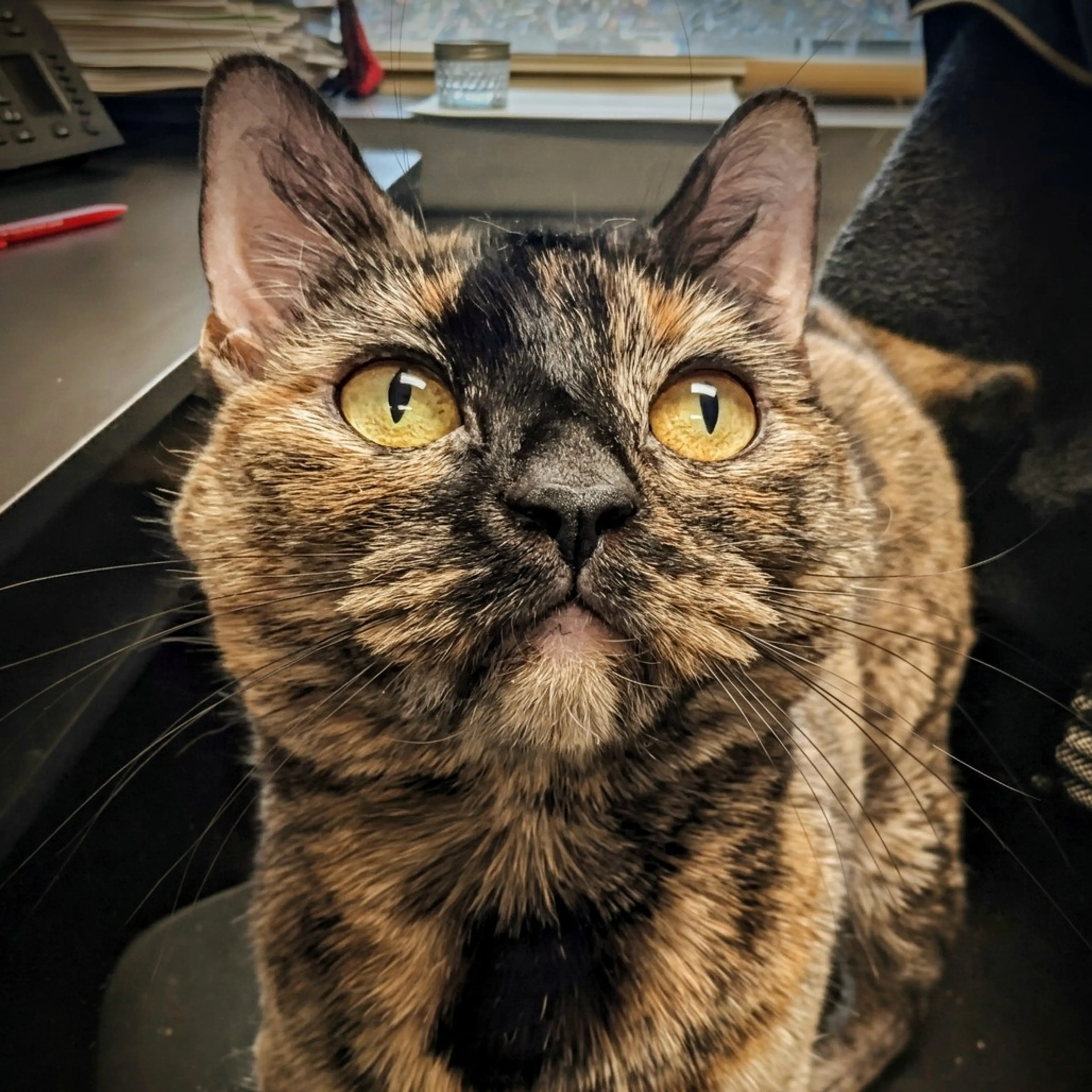 Found pet-4