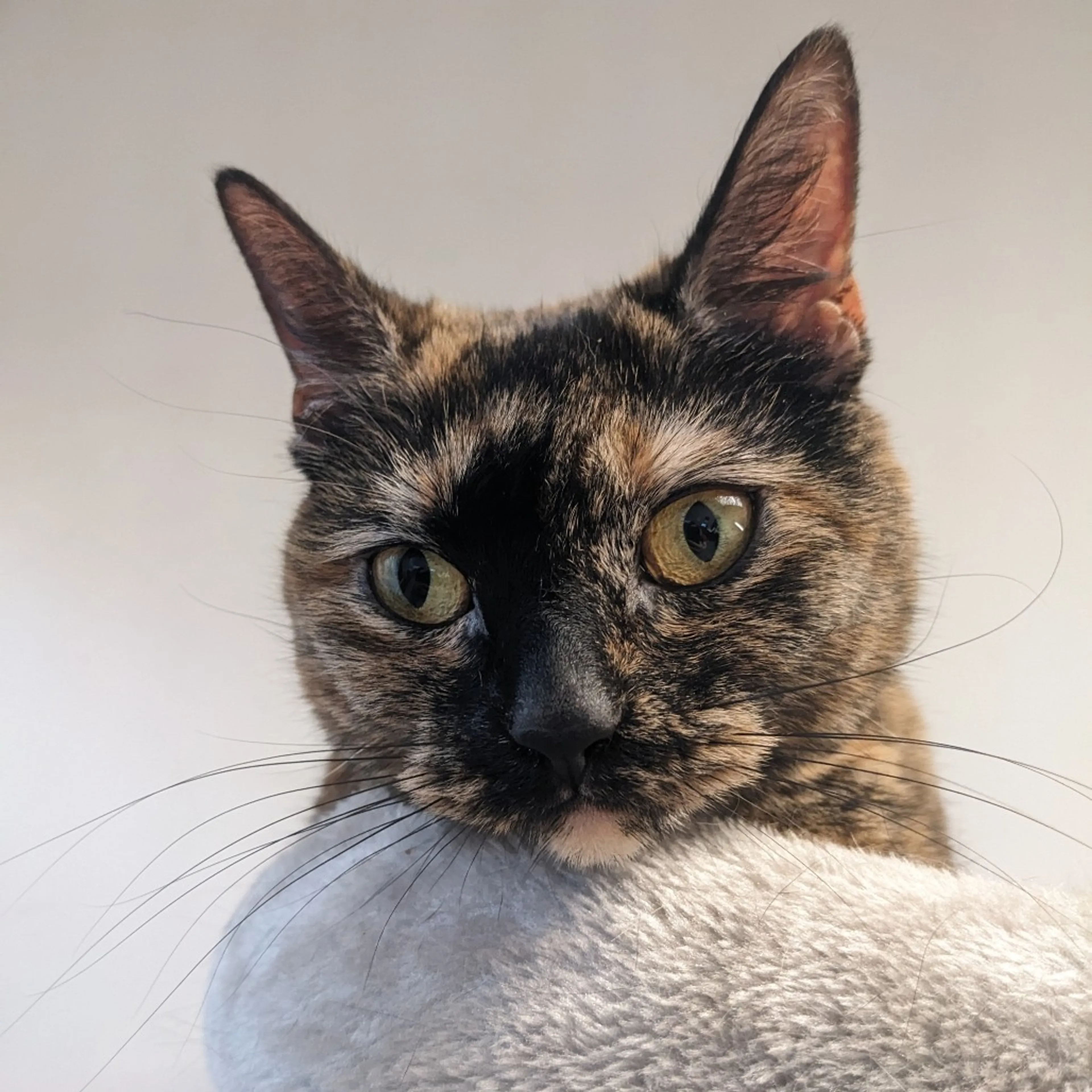 Found pet-21