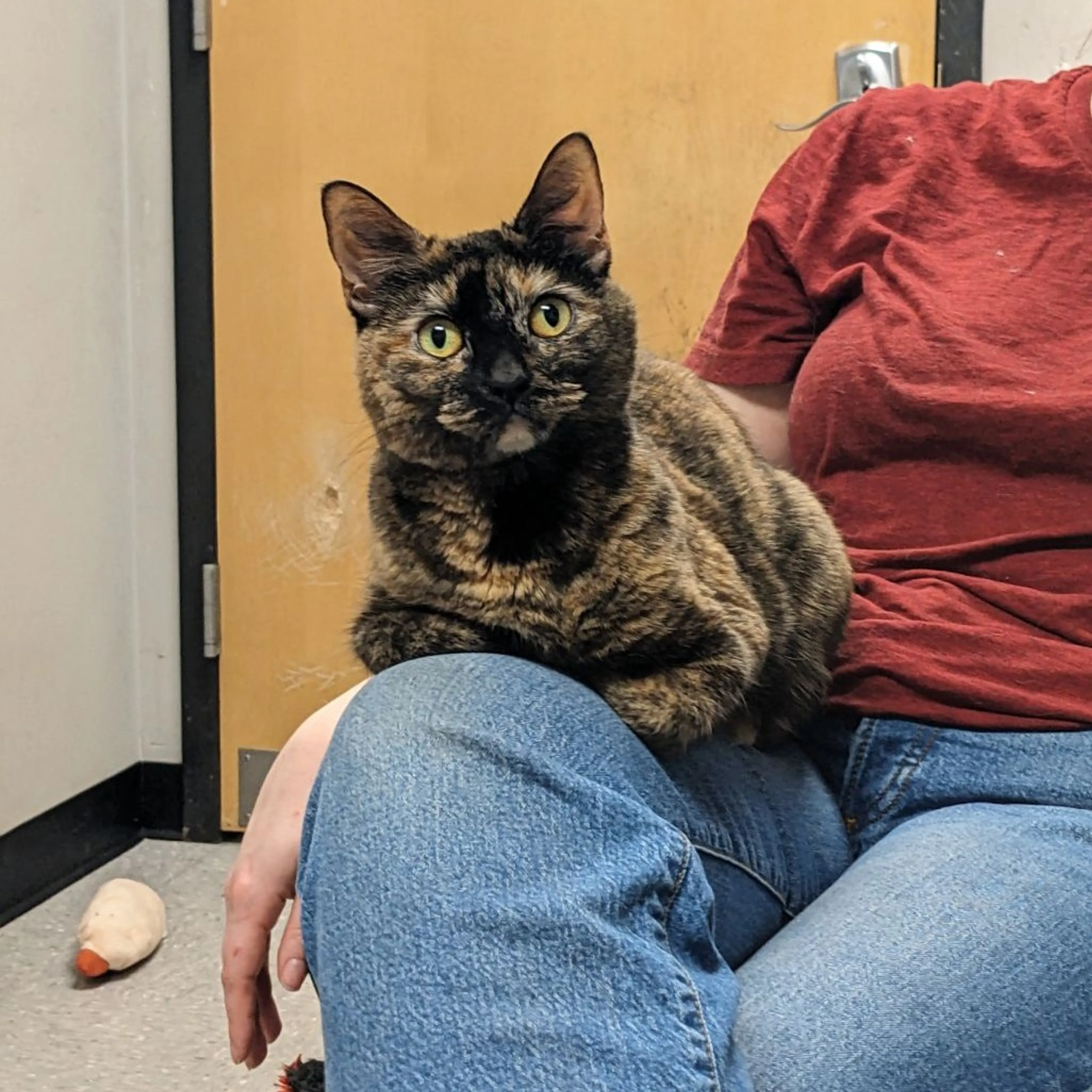 Found pet-29