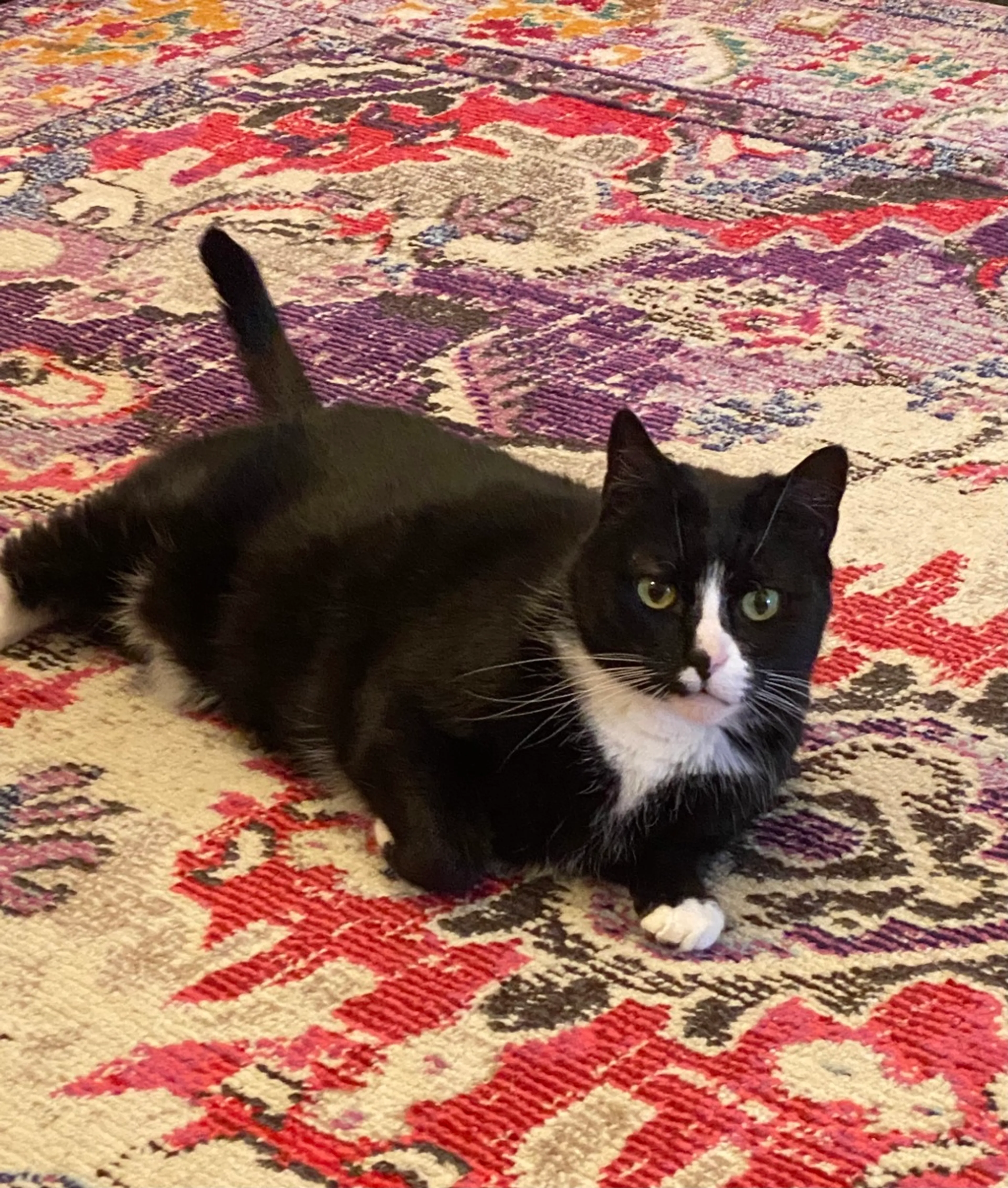 Found pet