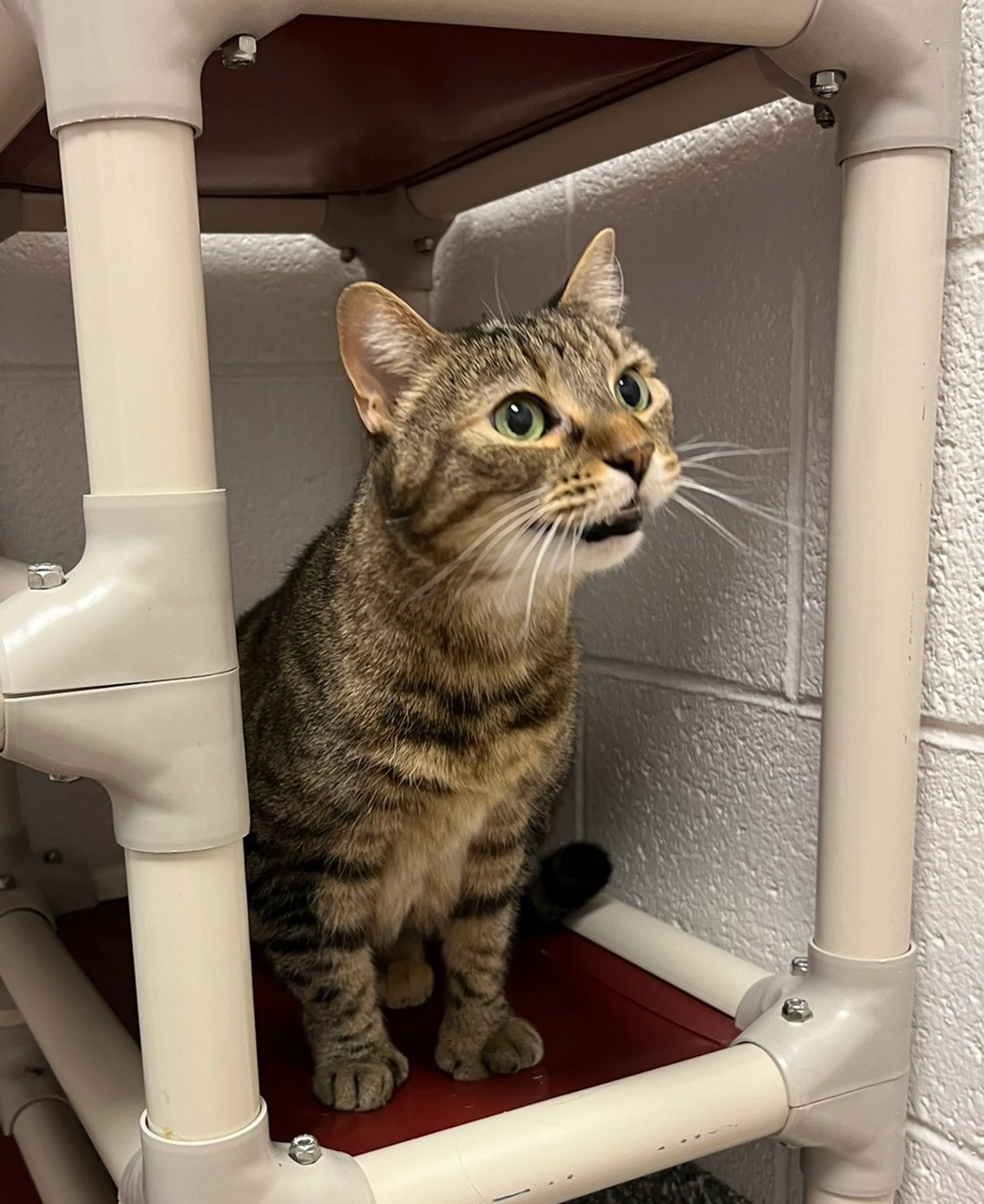 Found pet-1
