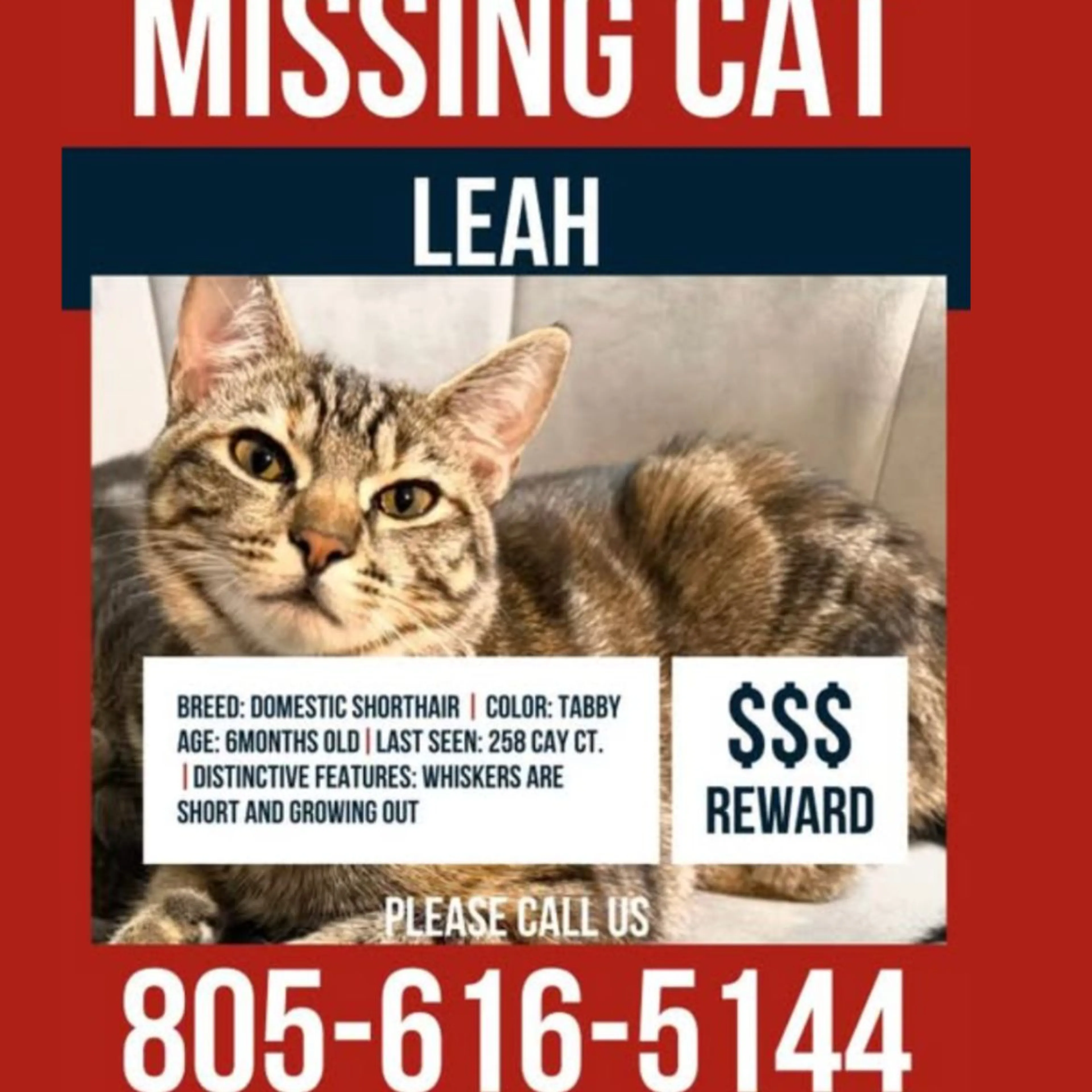 Lost pet