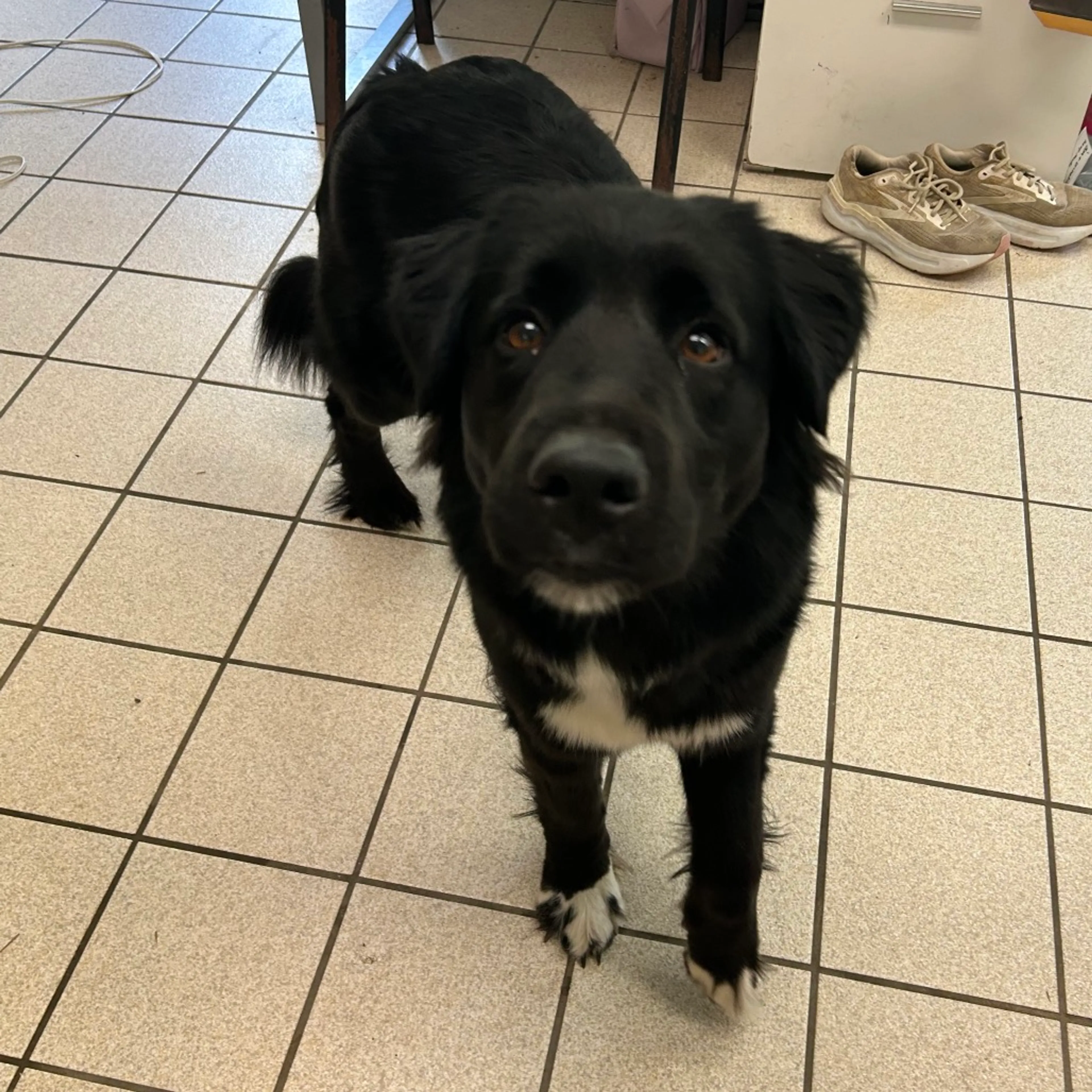 Found pet-2