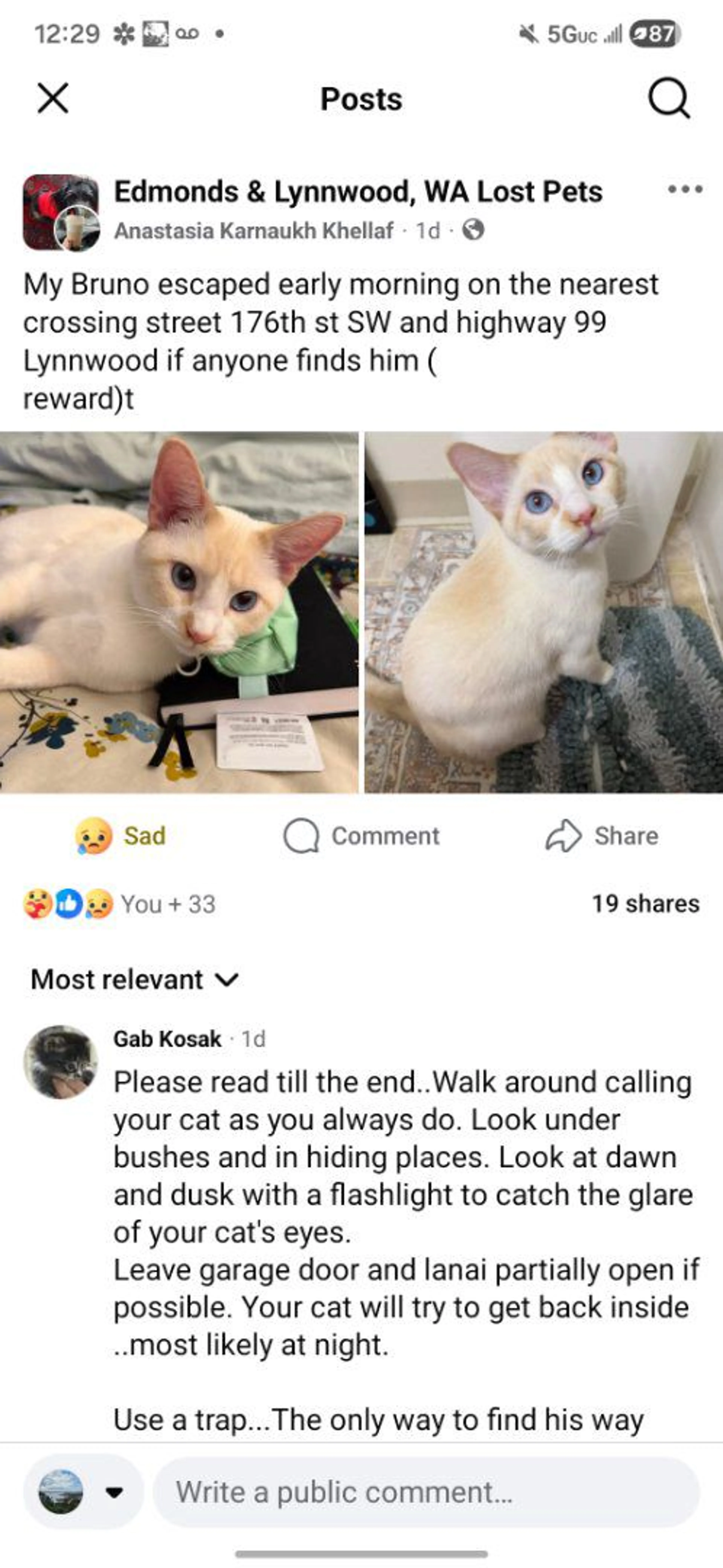 Lost pet