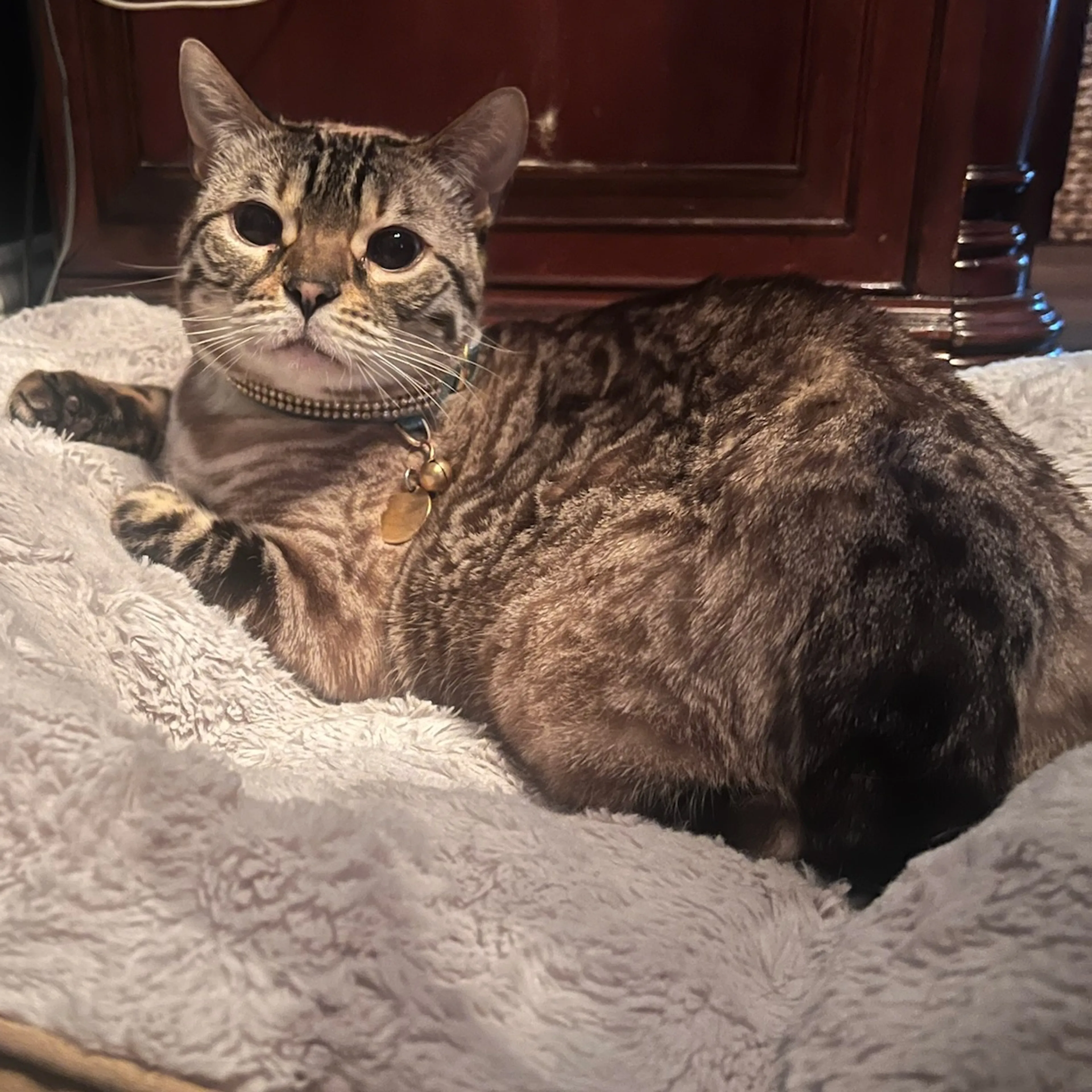 Lost pet-1