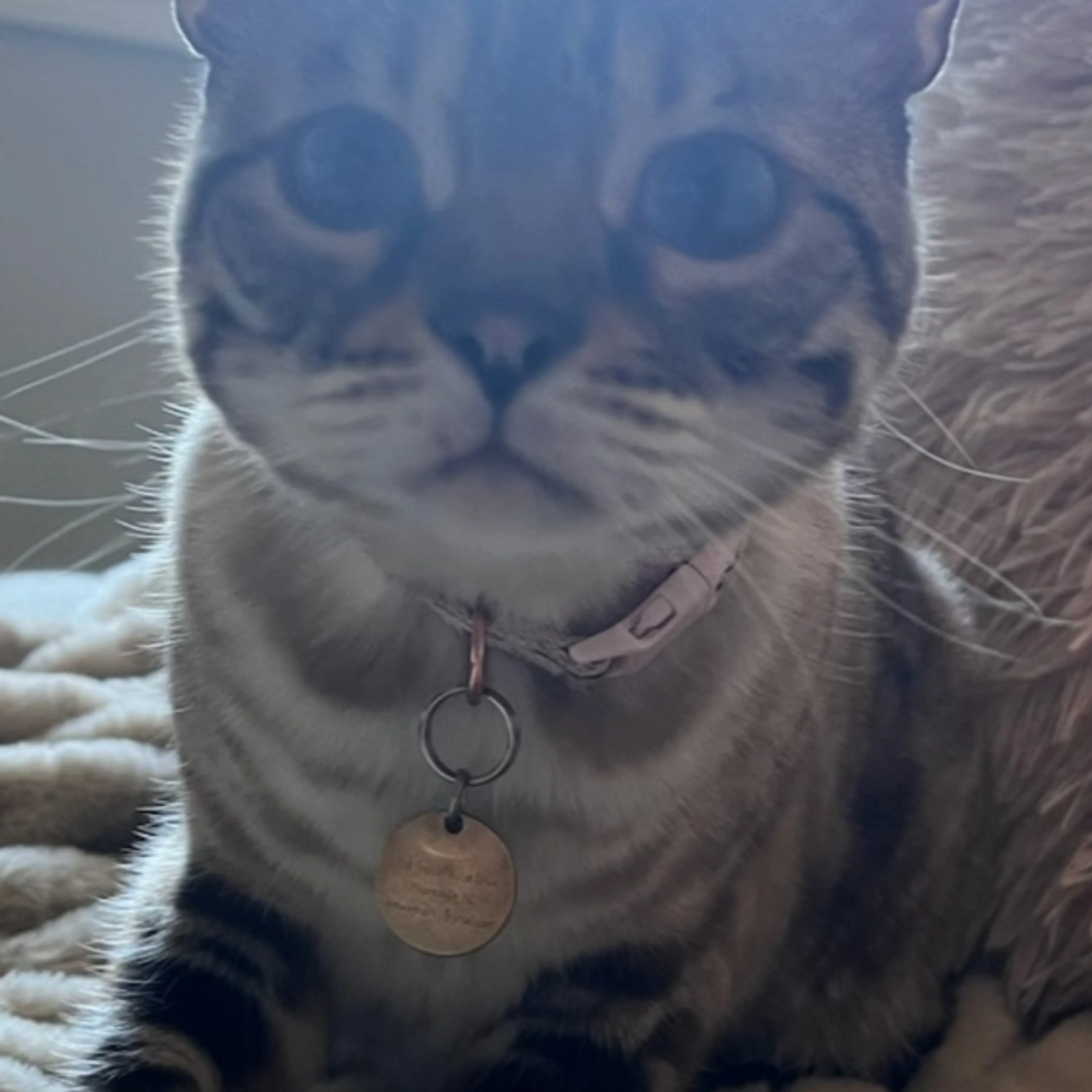 Lost pet-3