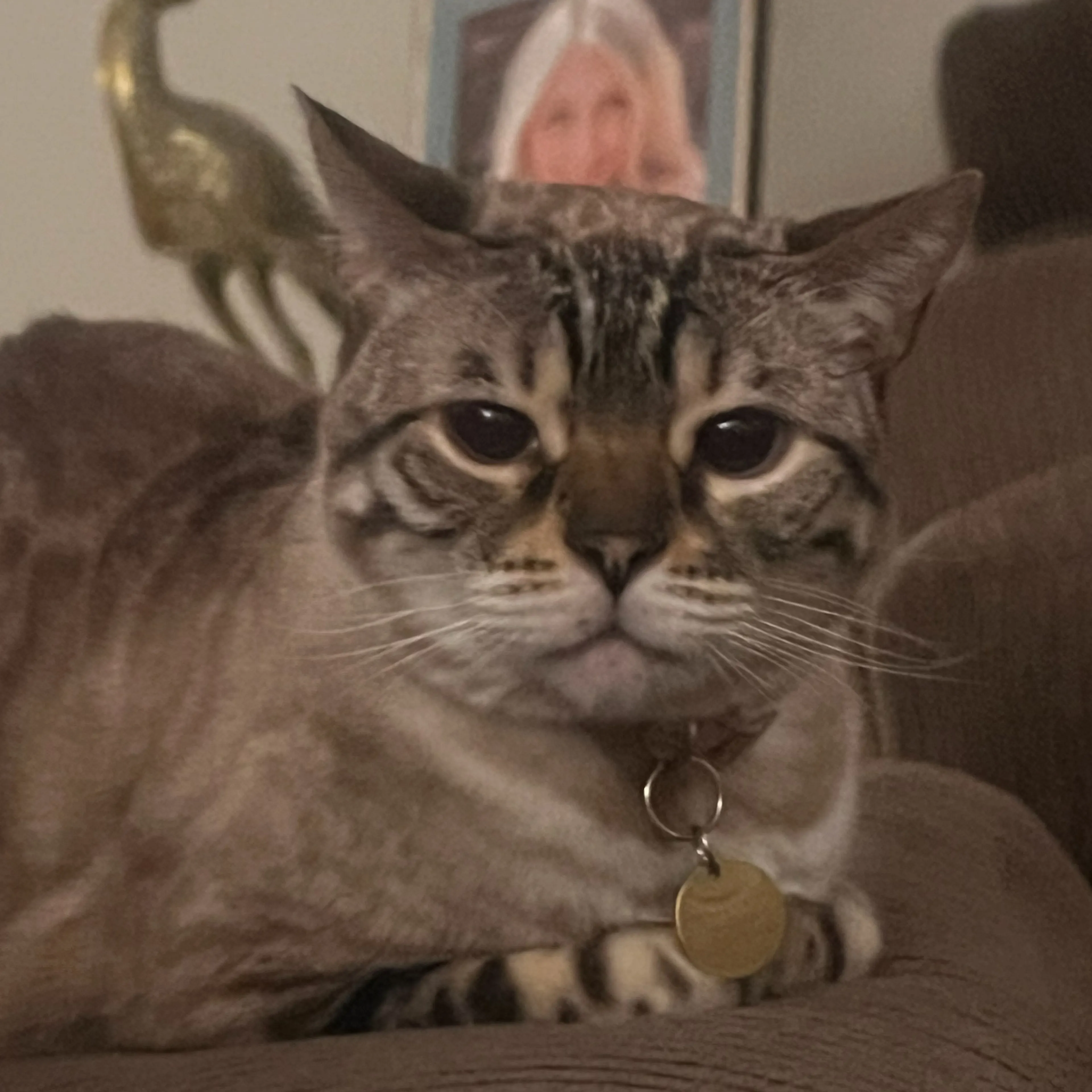 Lost pet-2