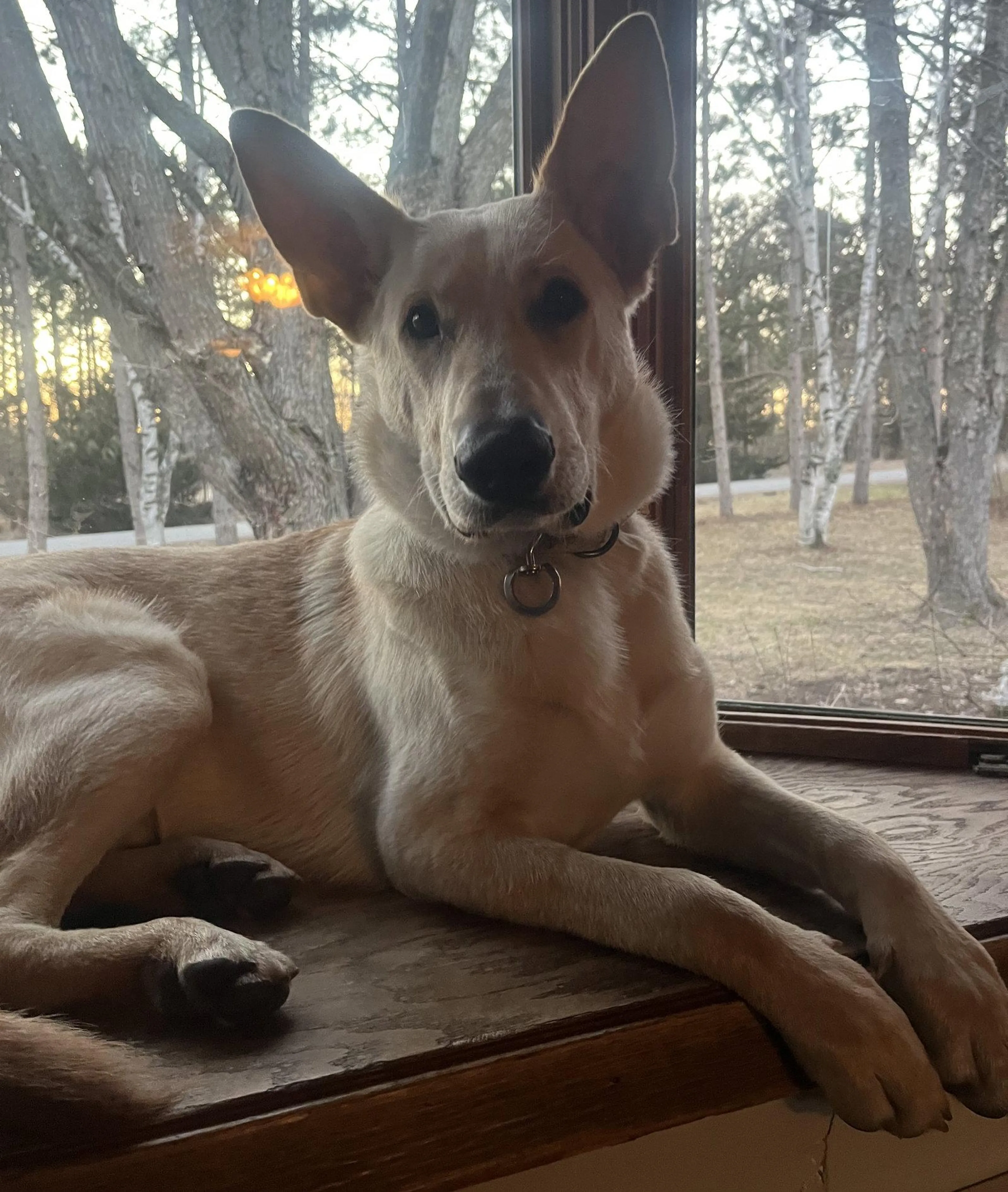 Found pet-2