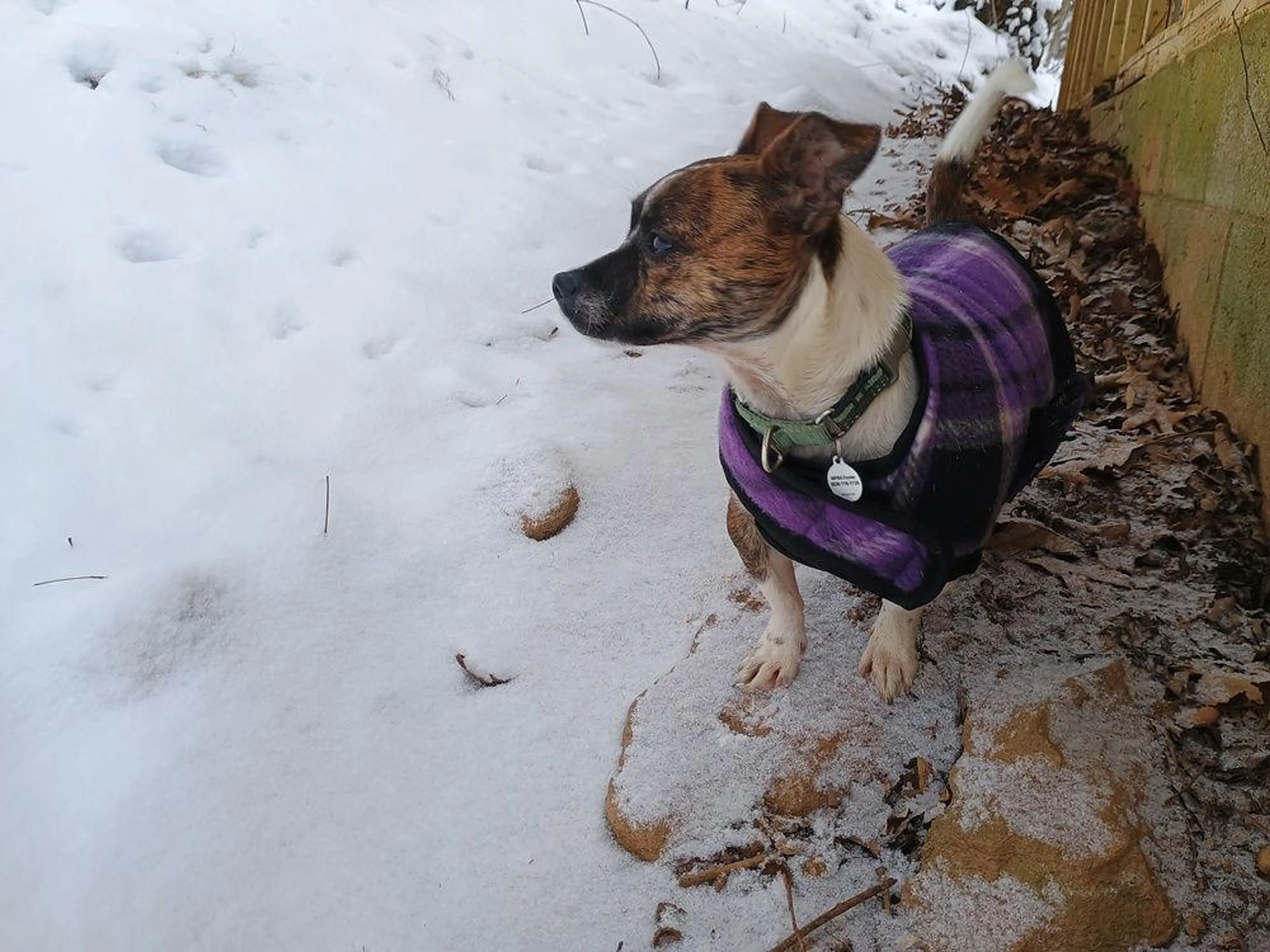 Found pet-2