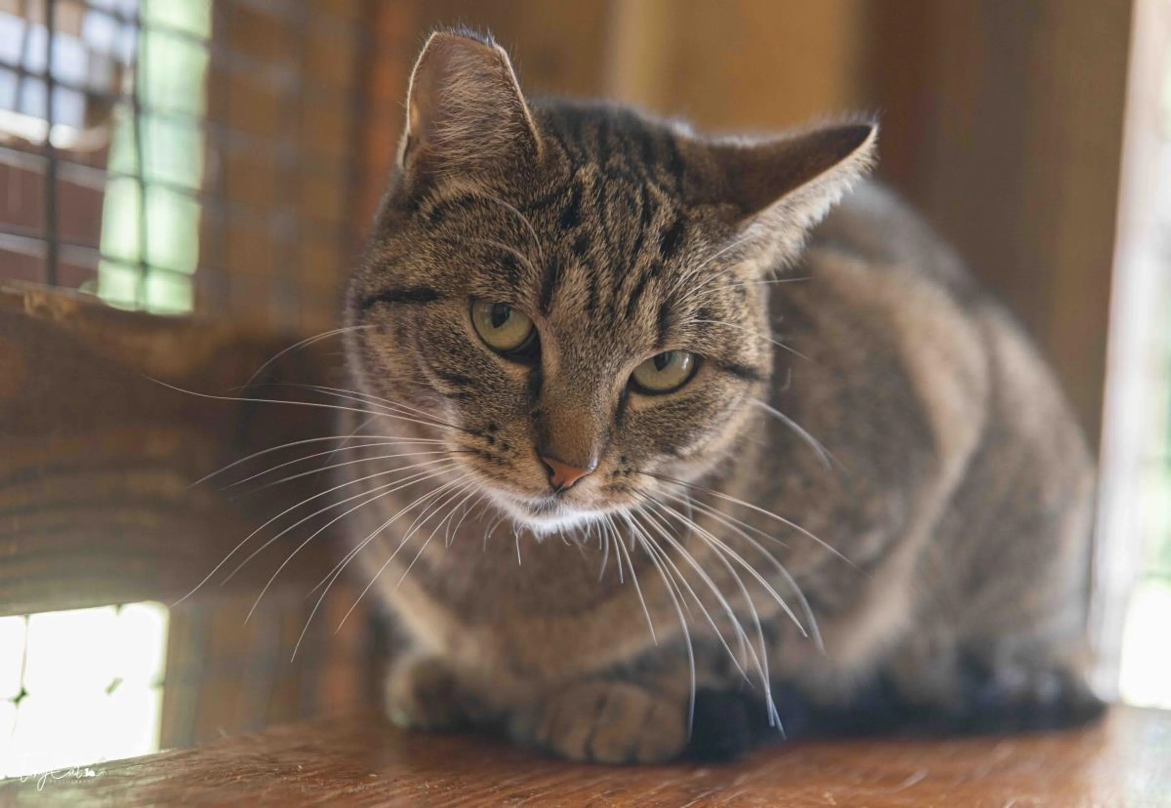 Found pet-3