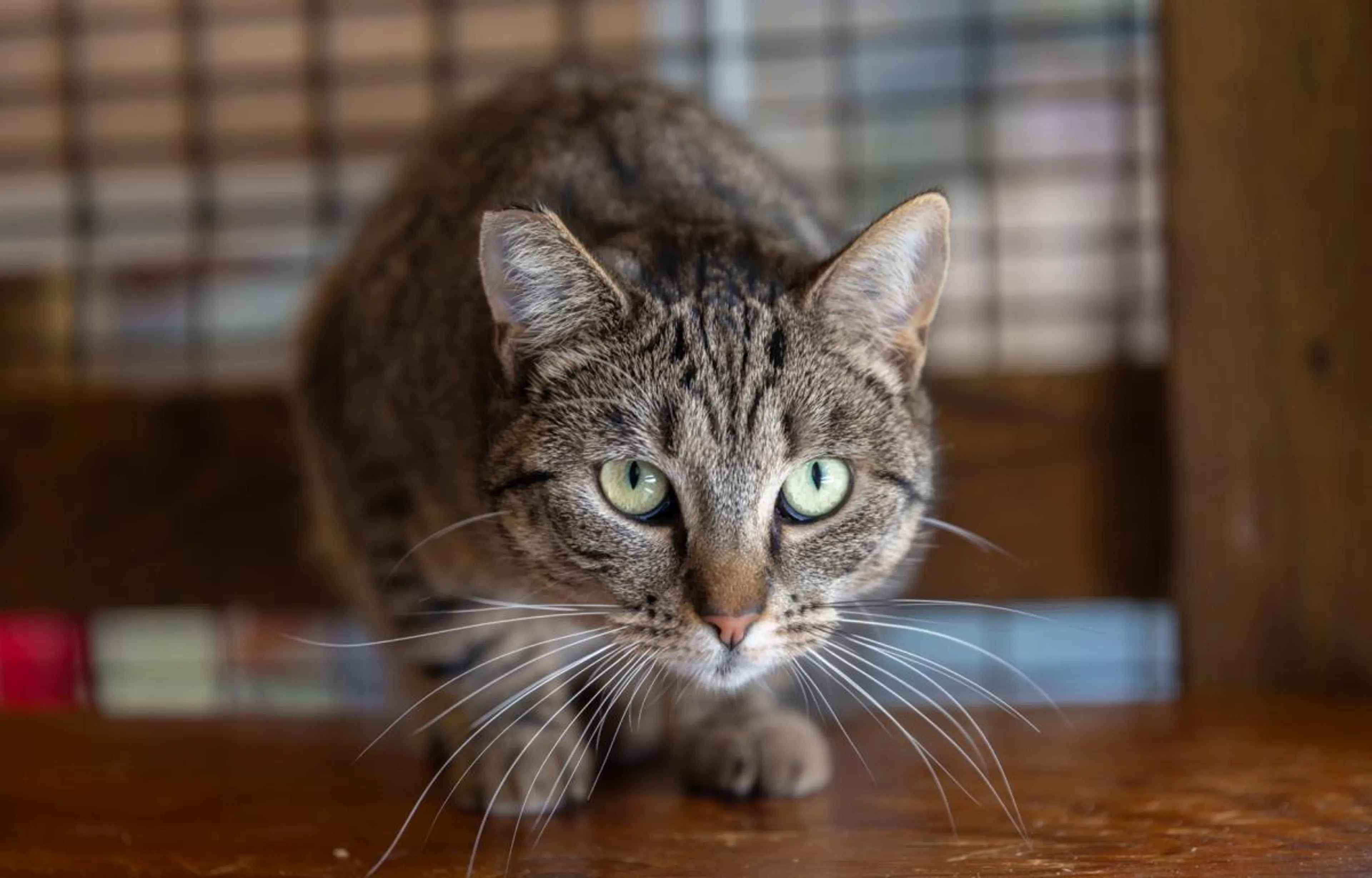 Found pet-2