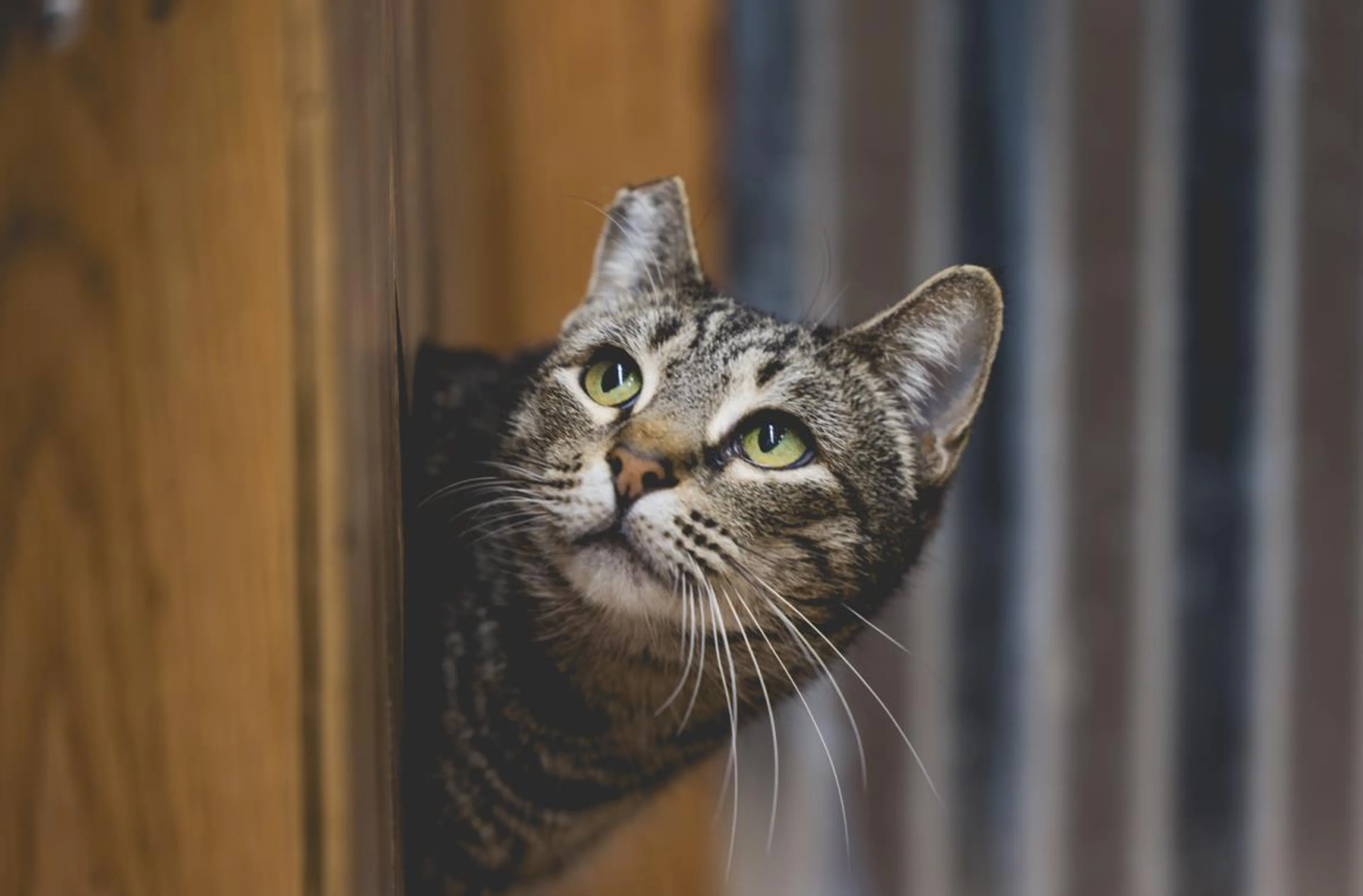 Found pet-1