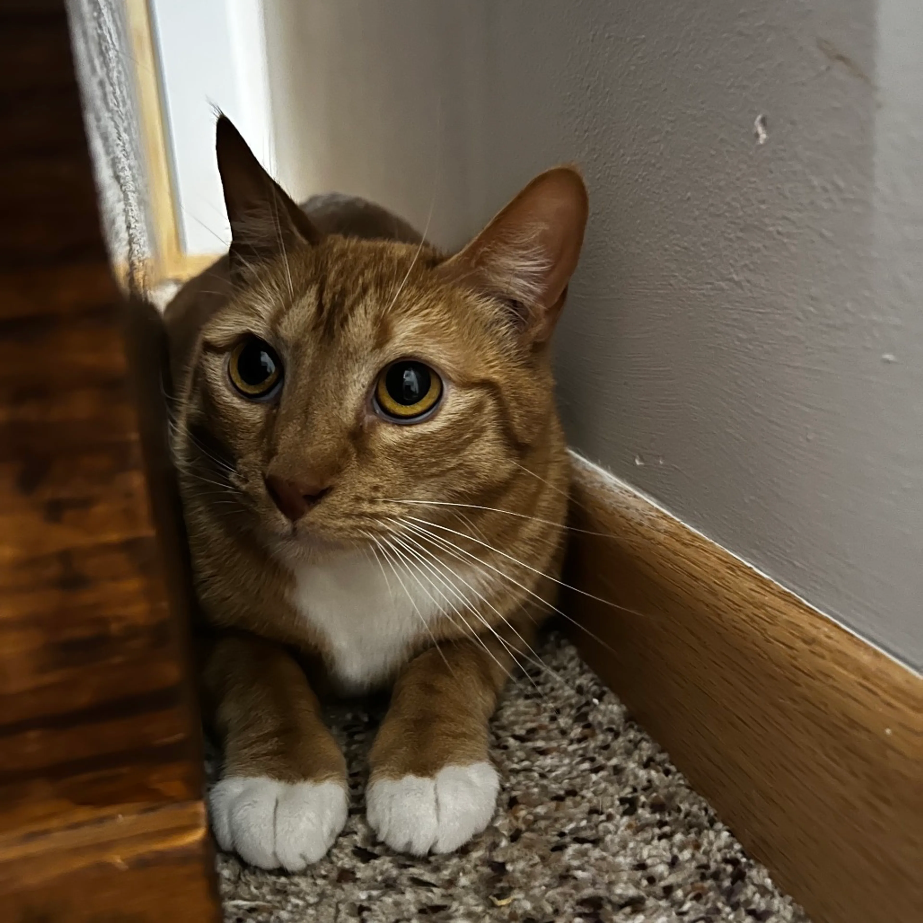 Found pet-8