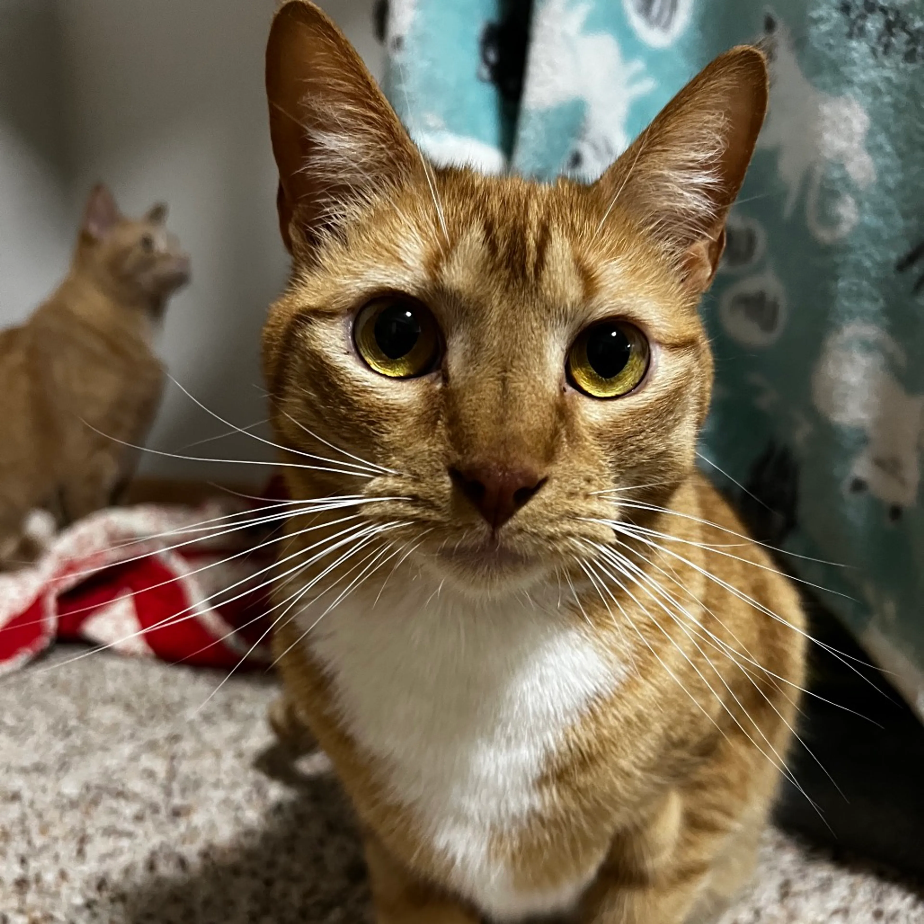 Found pet-7