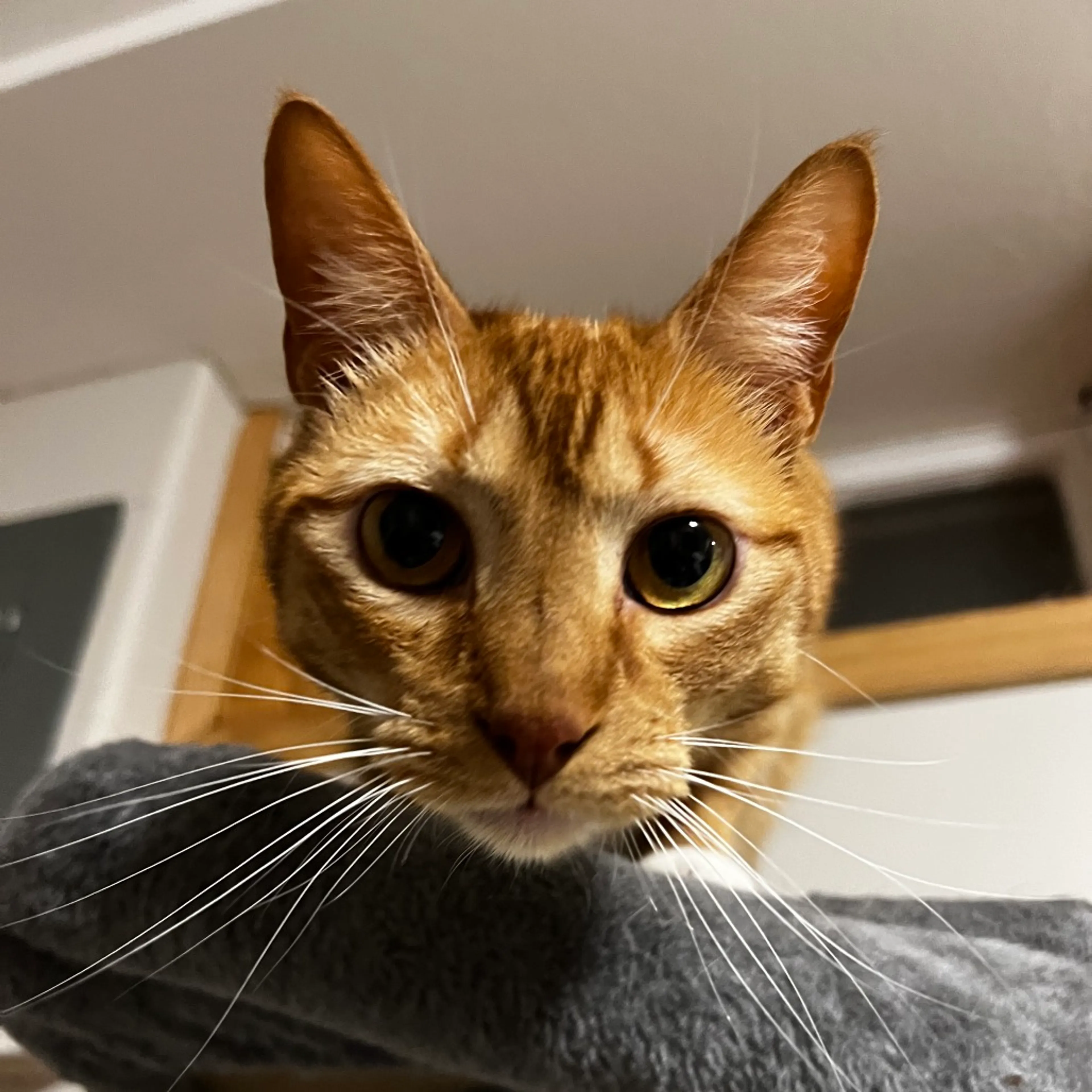 Found pet-6