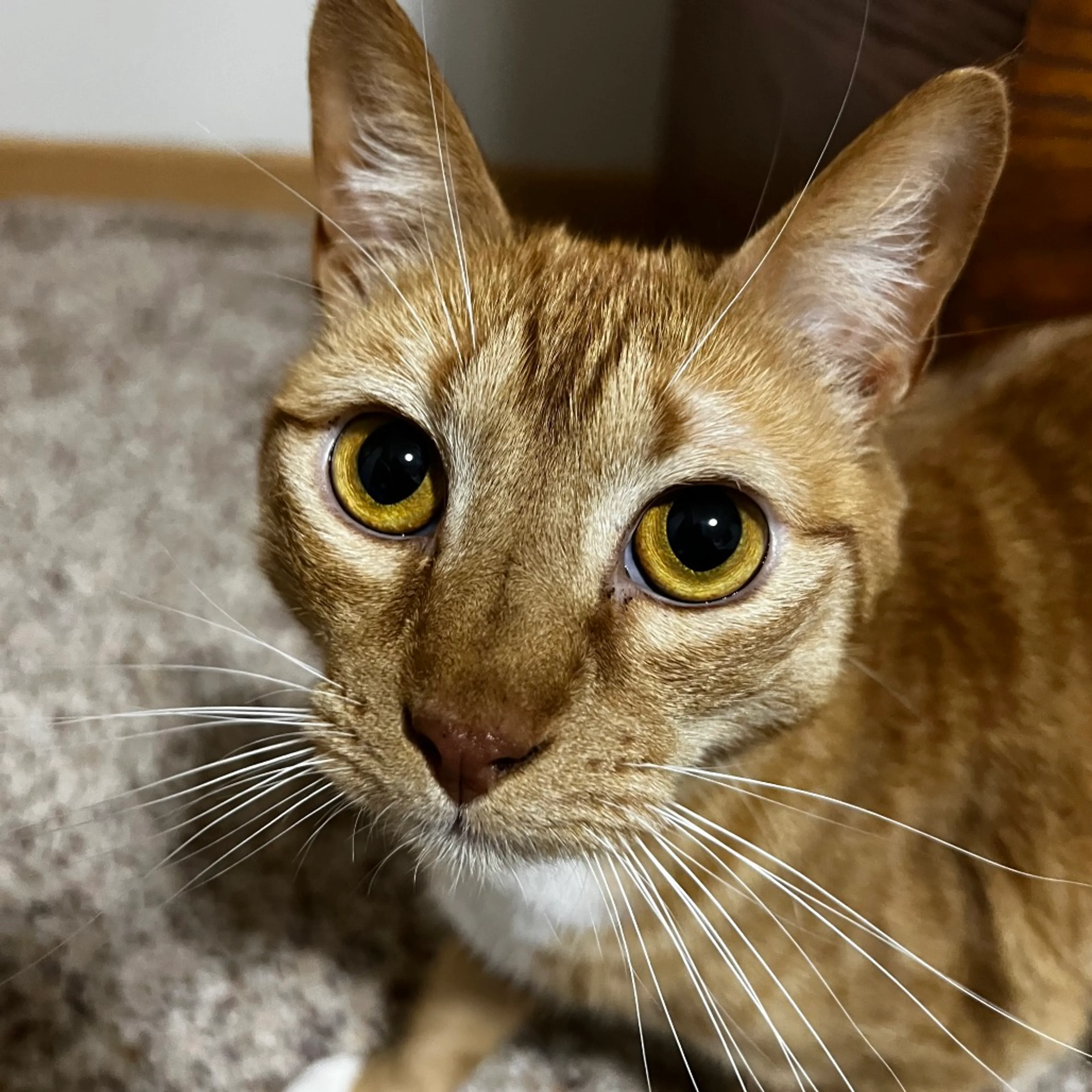 Found pet-5