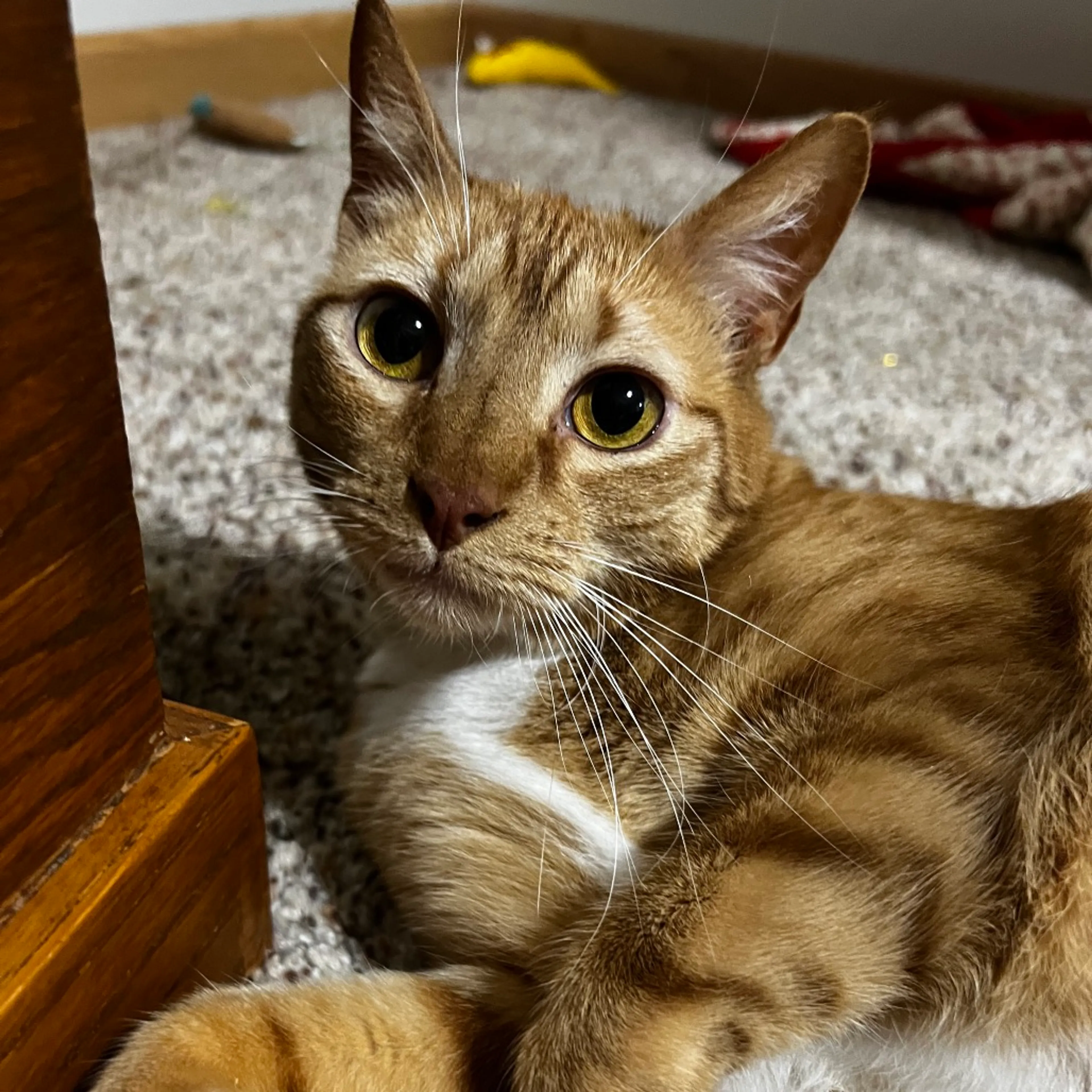 Found pet-0
