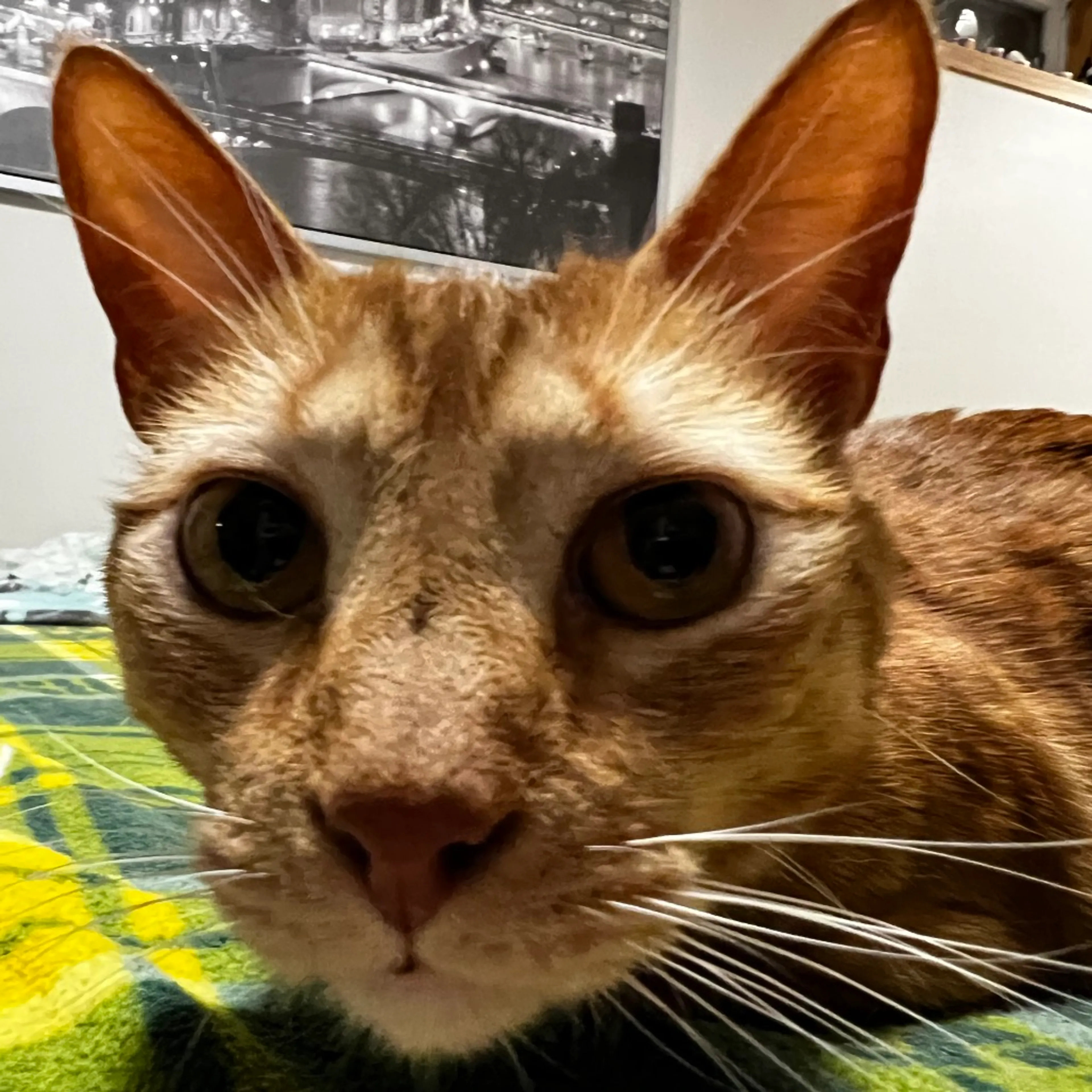 Found pet-2