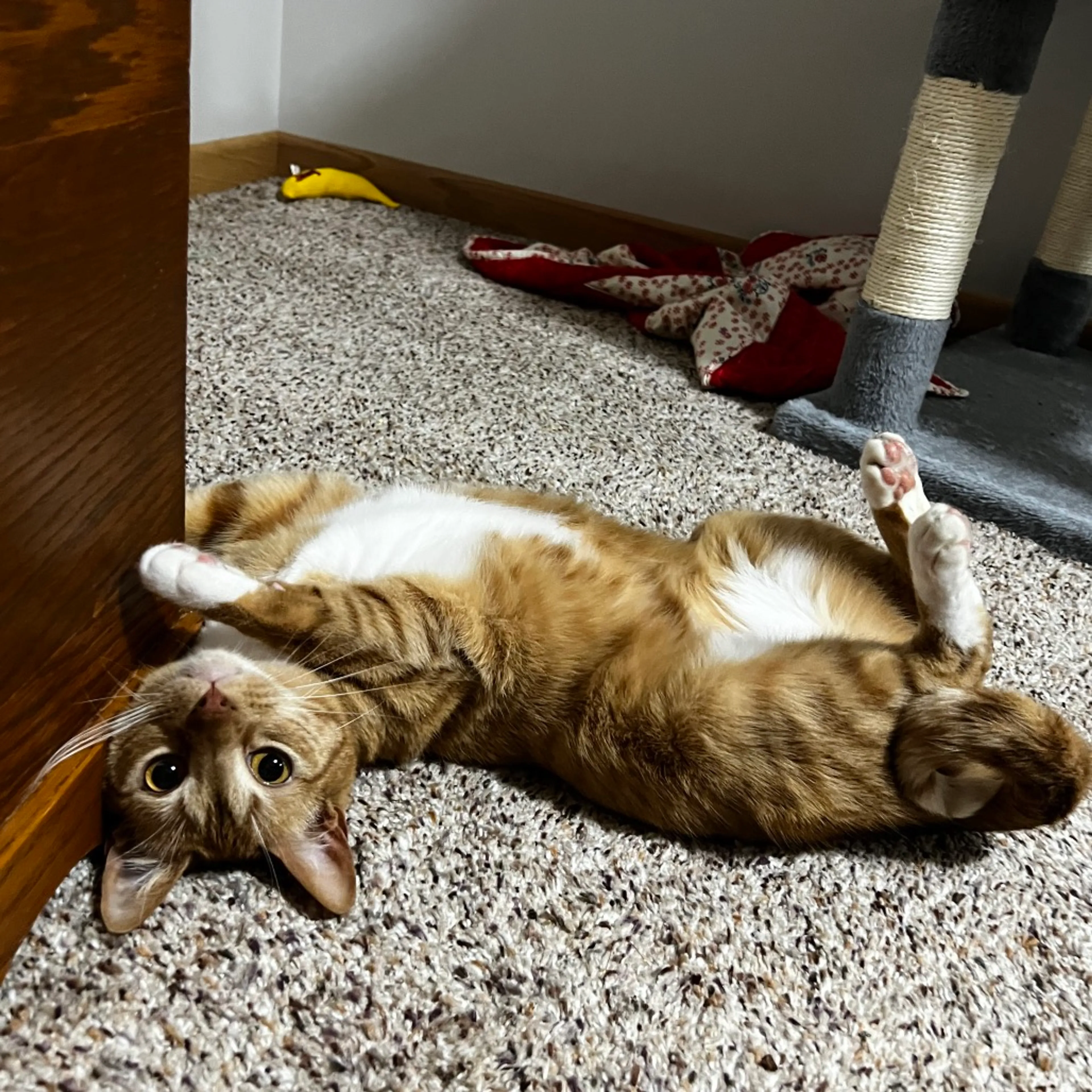 Found pet-4