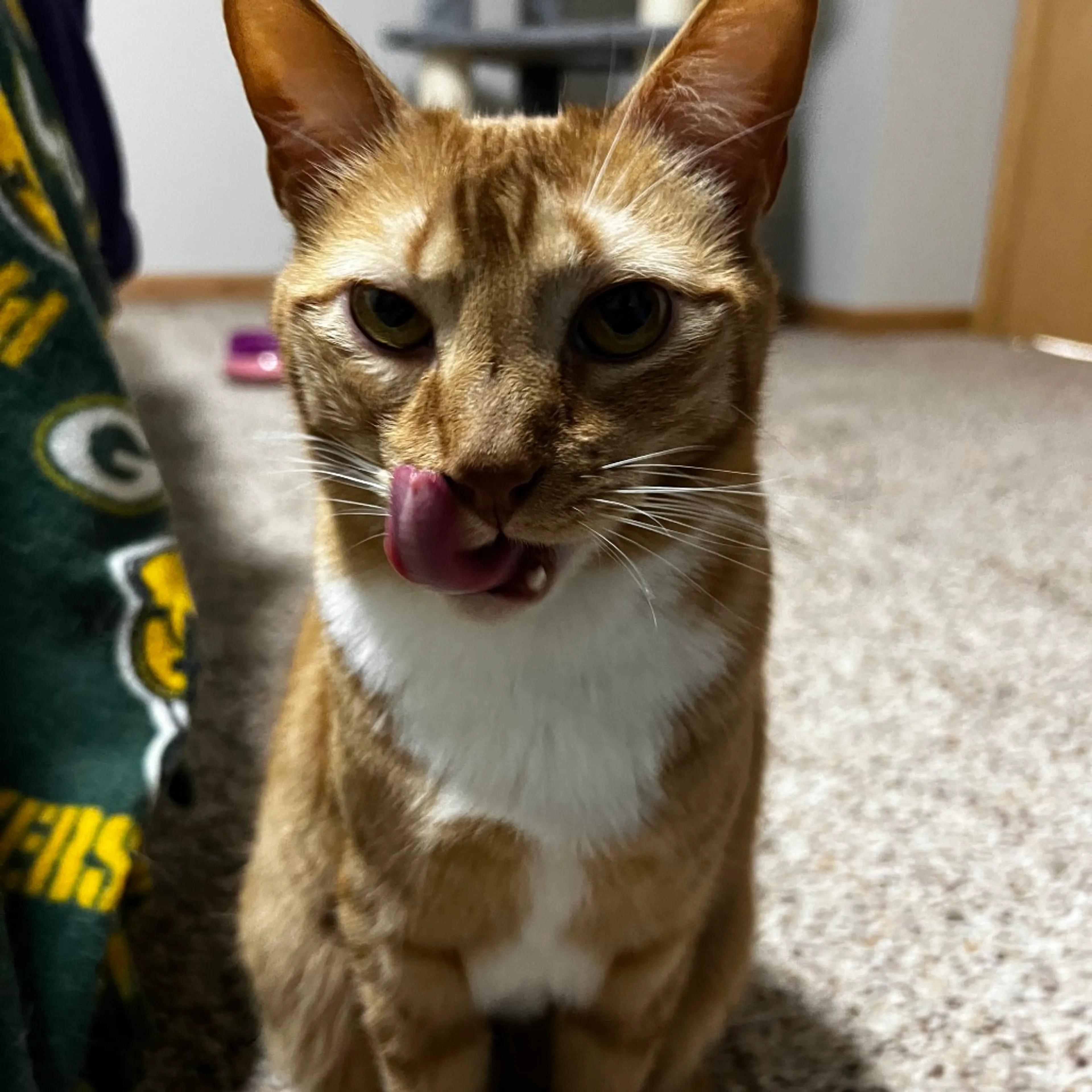 Found pet-3