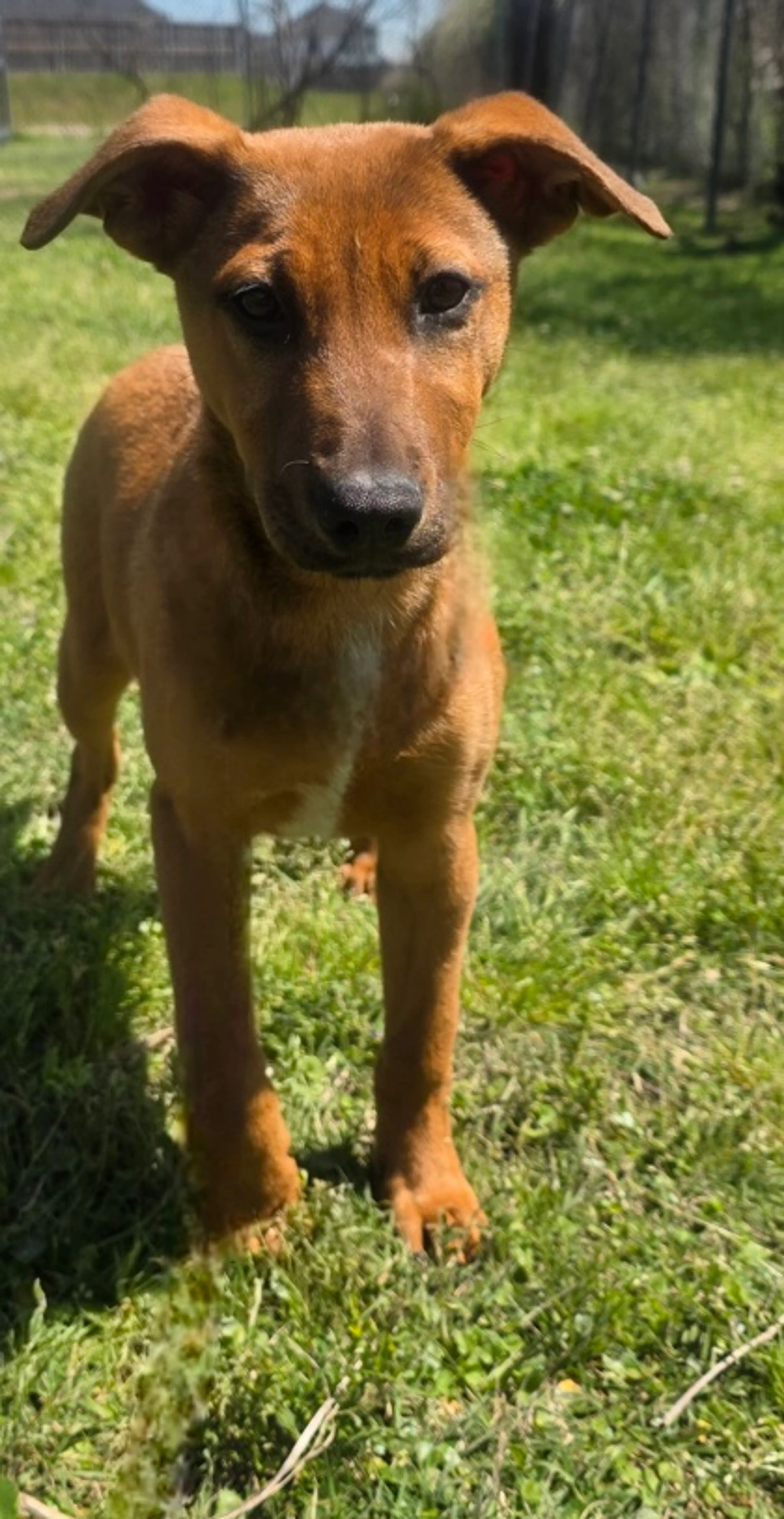 Found pet-1