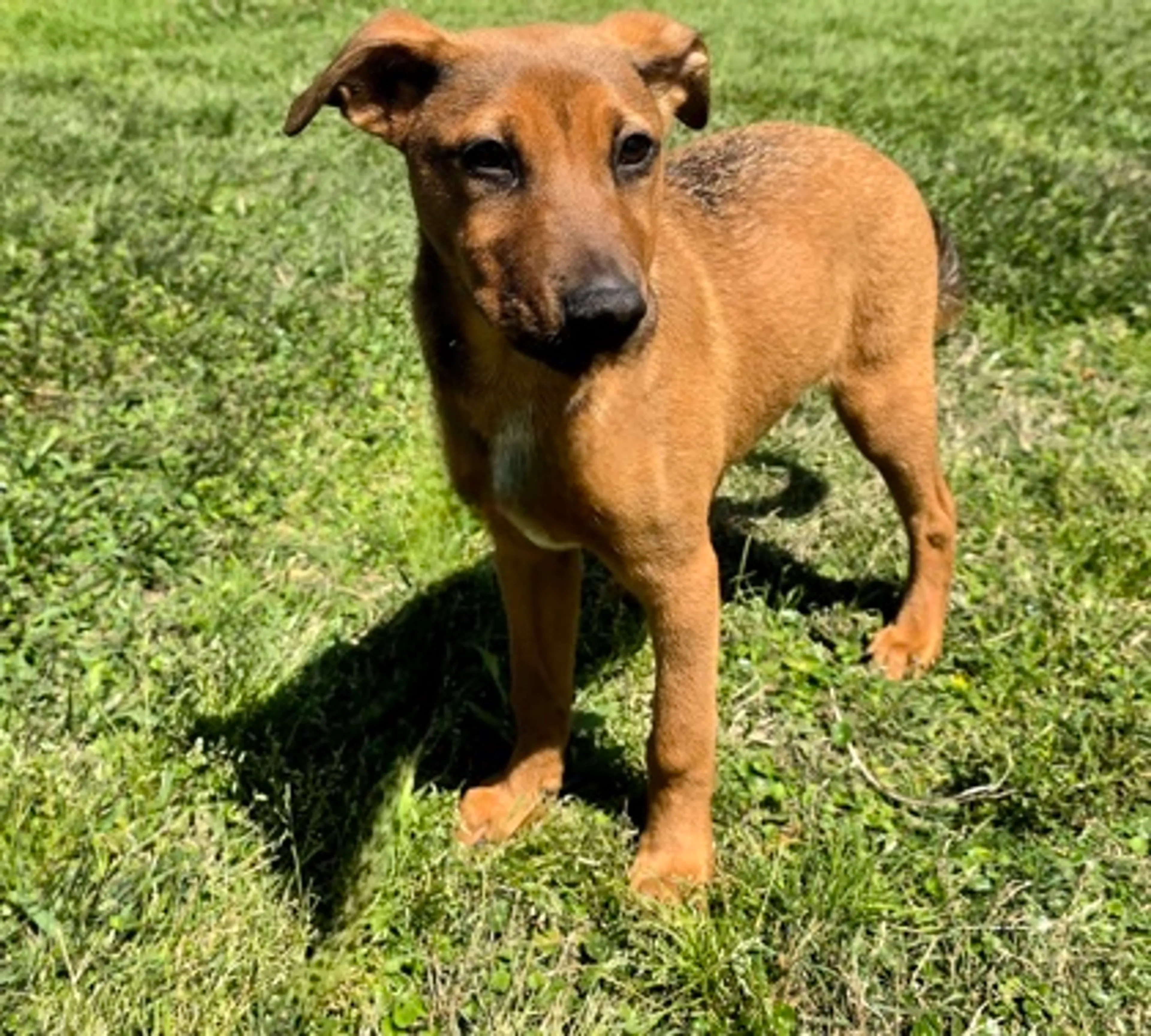 Found pet-2