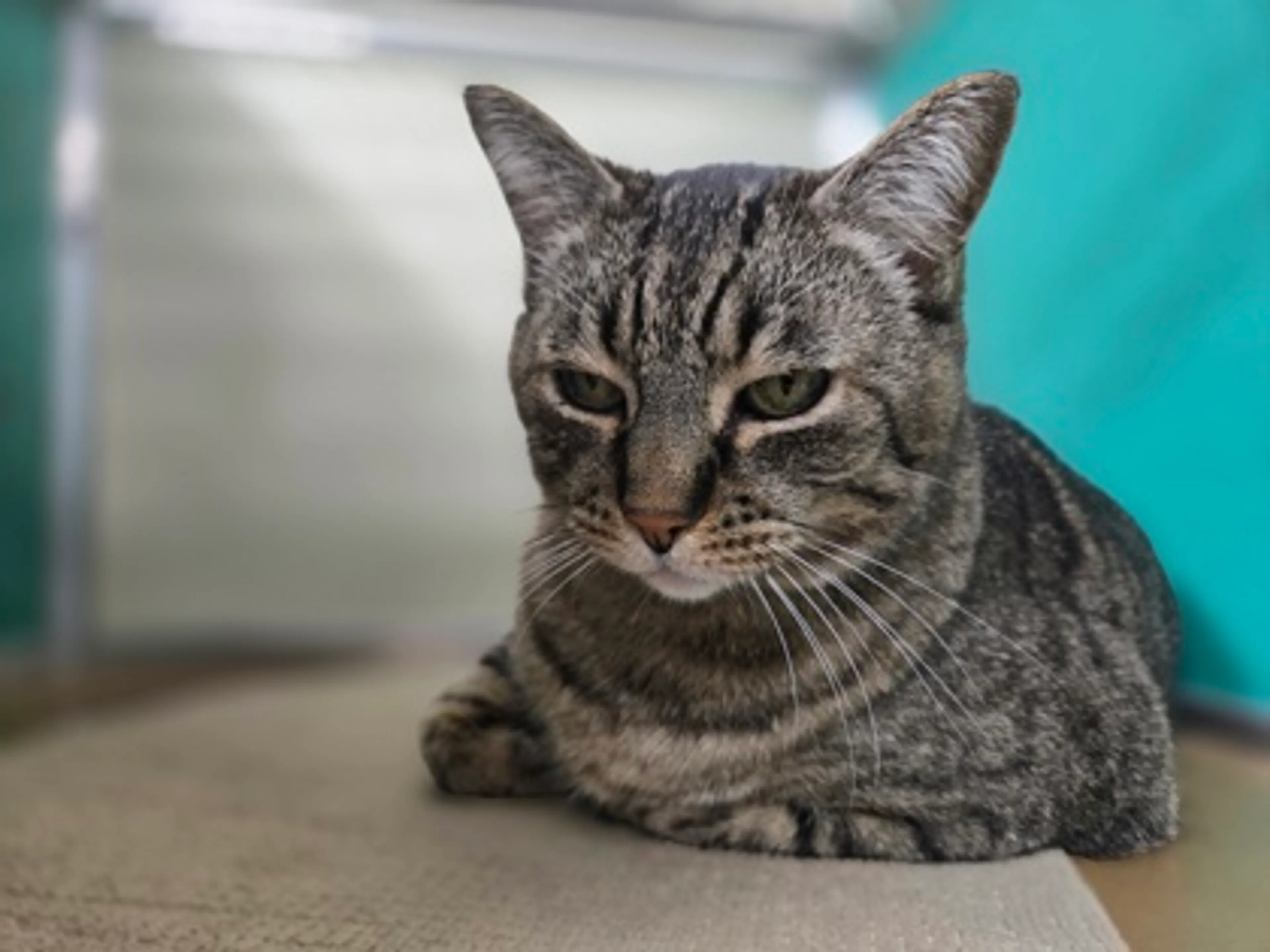 Found pet
