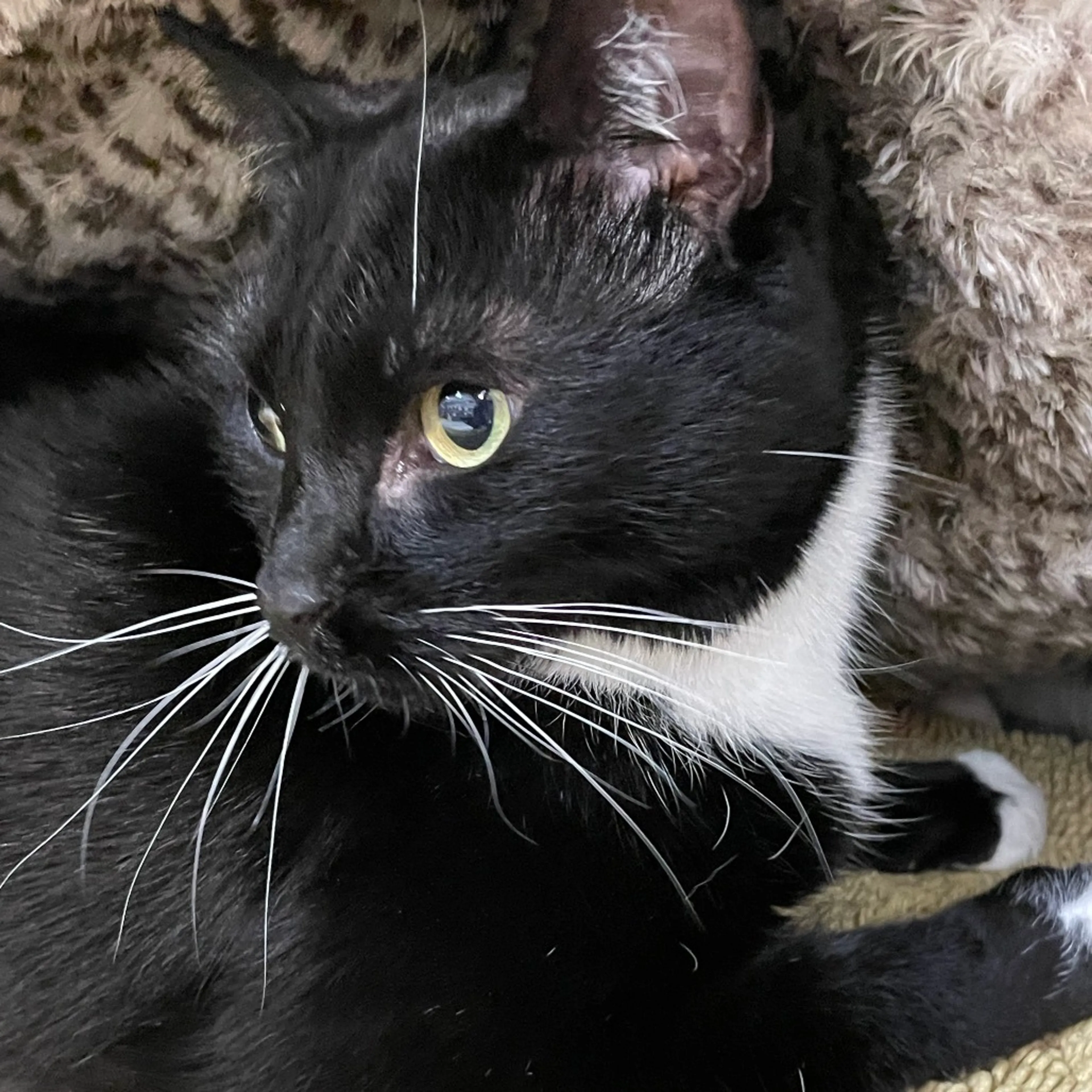 Found pet-4