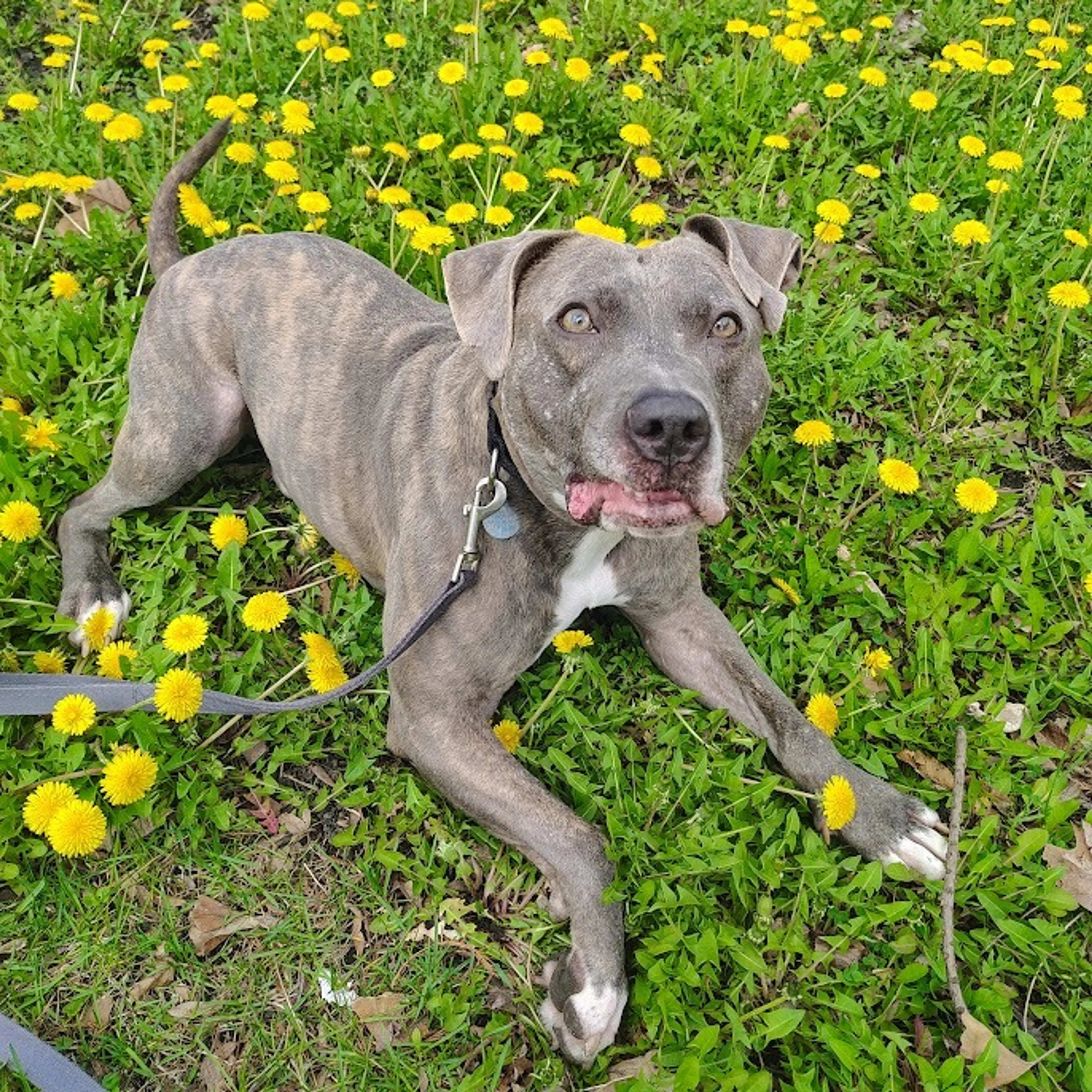 Found pet-16
