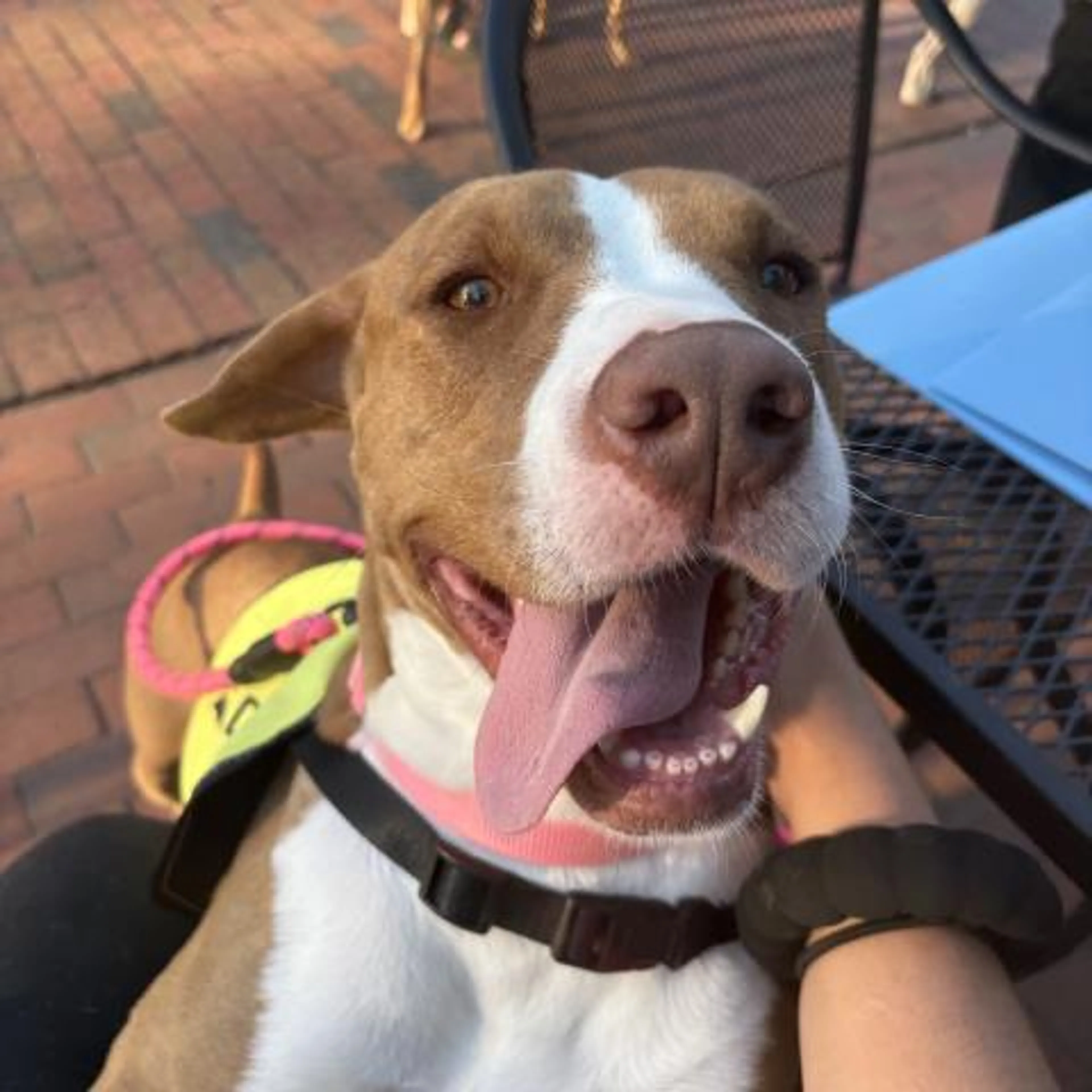 Found pet