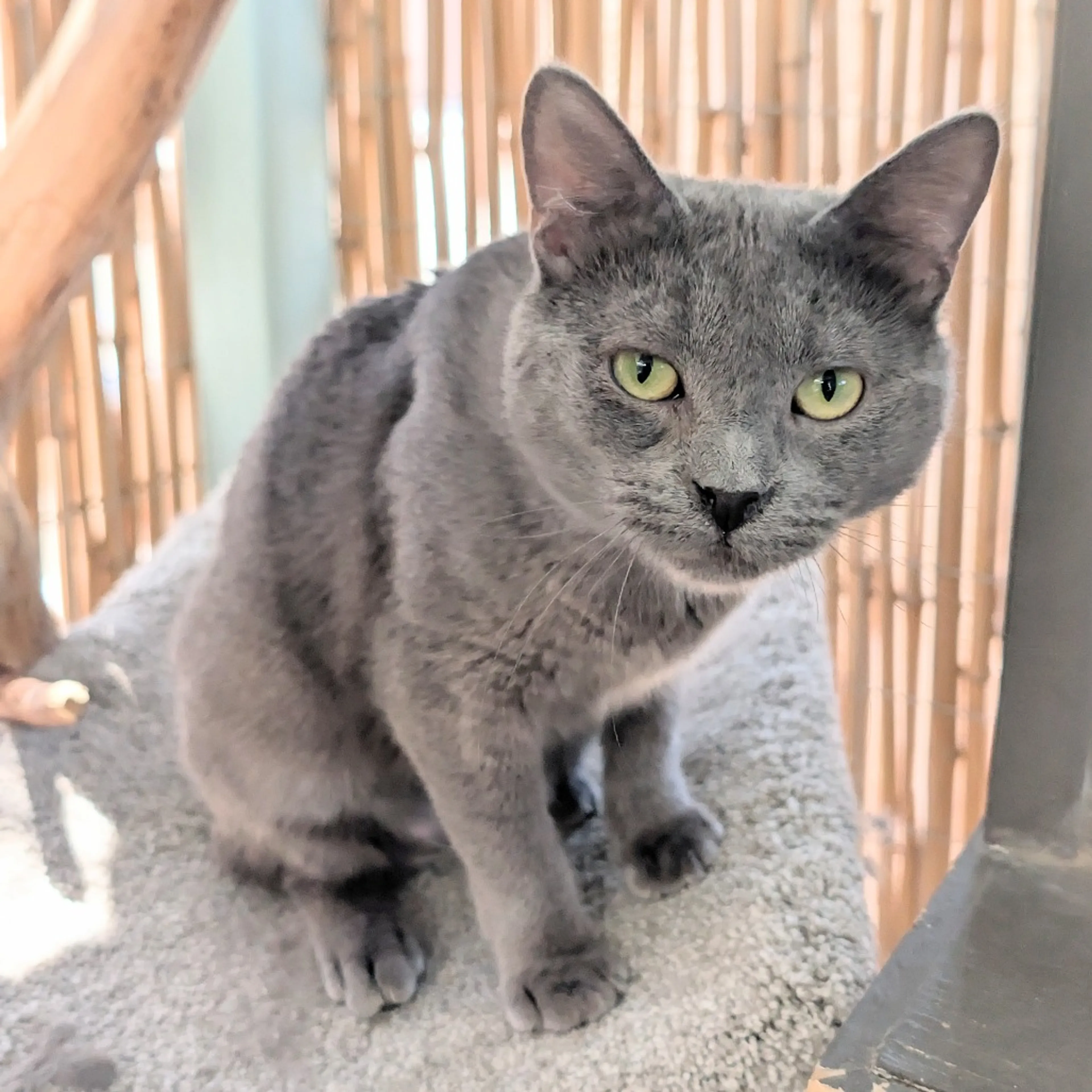 Found pet-2