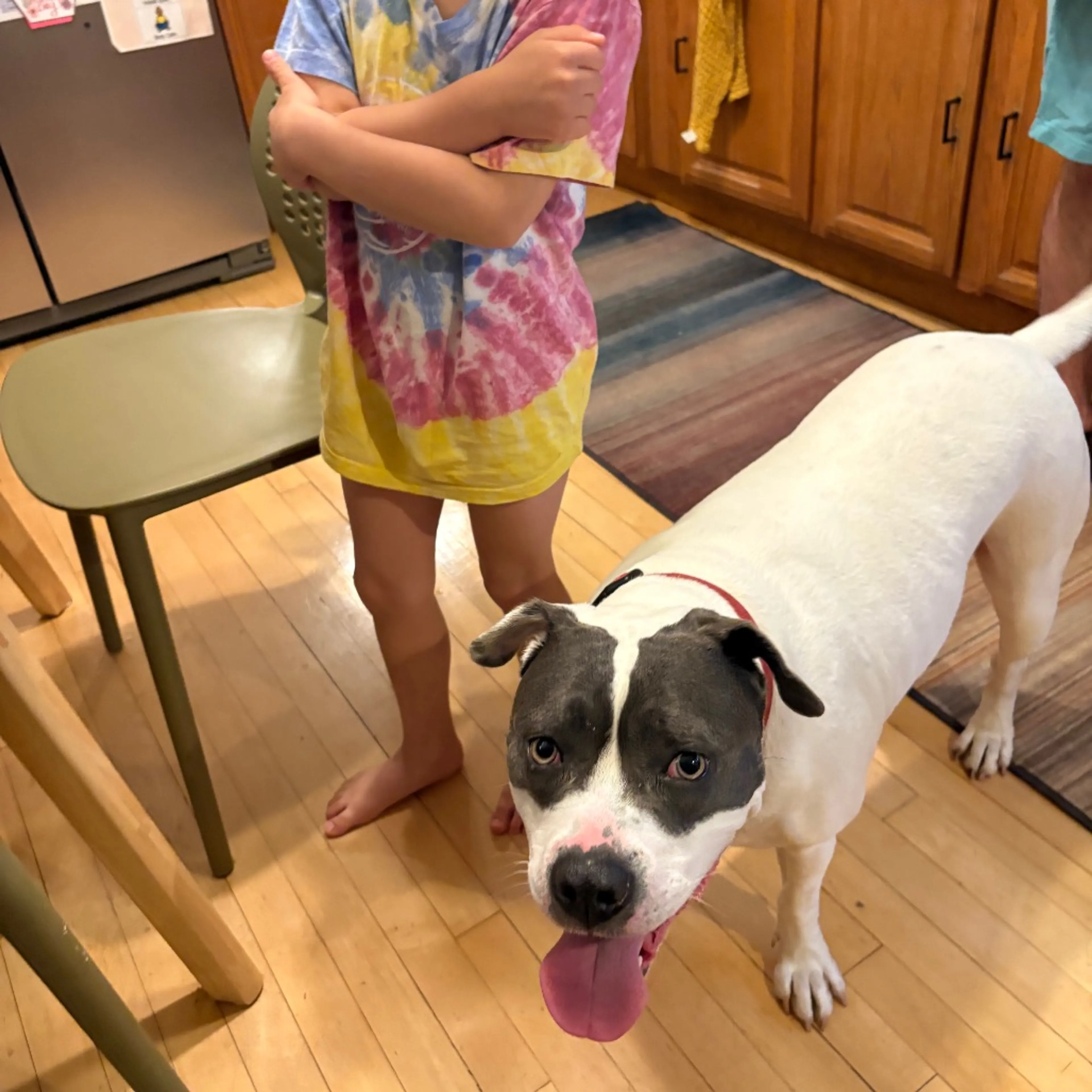 Found pet-24