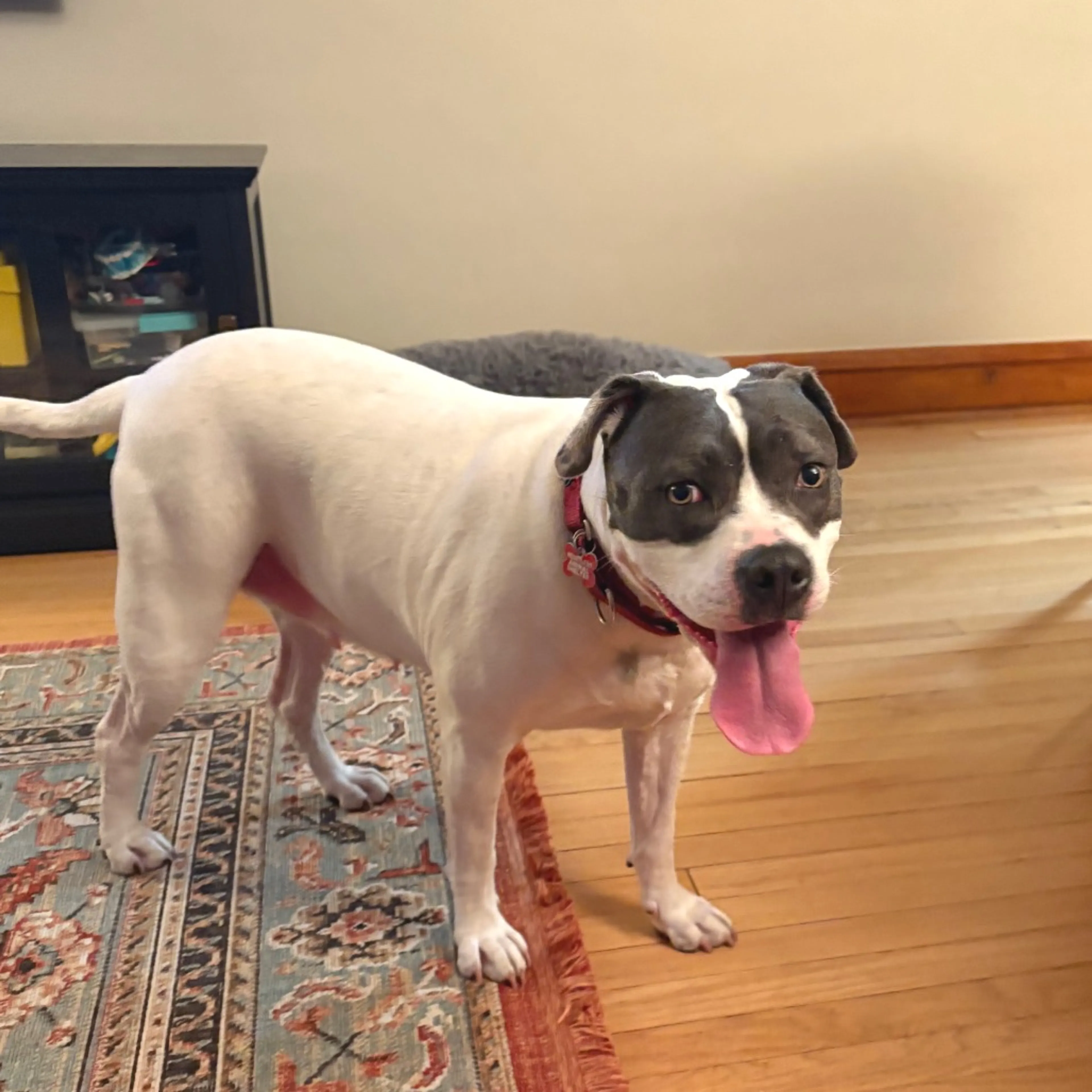 Found pet-25