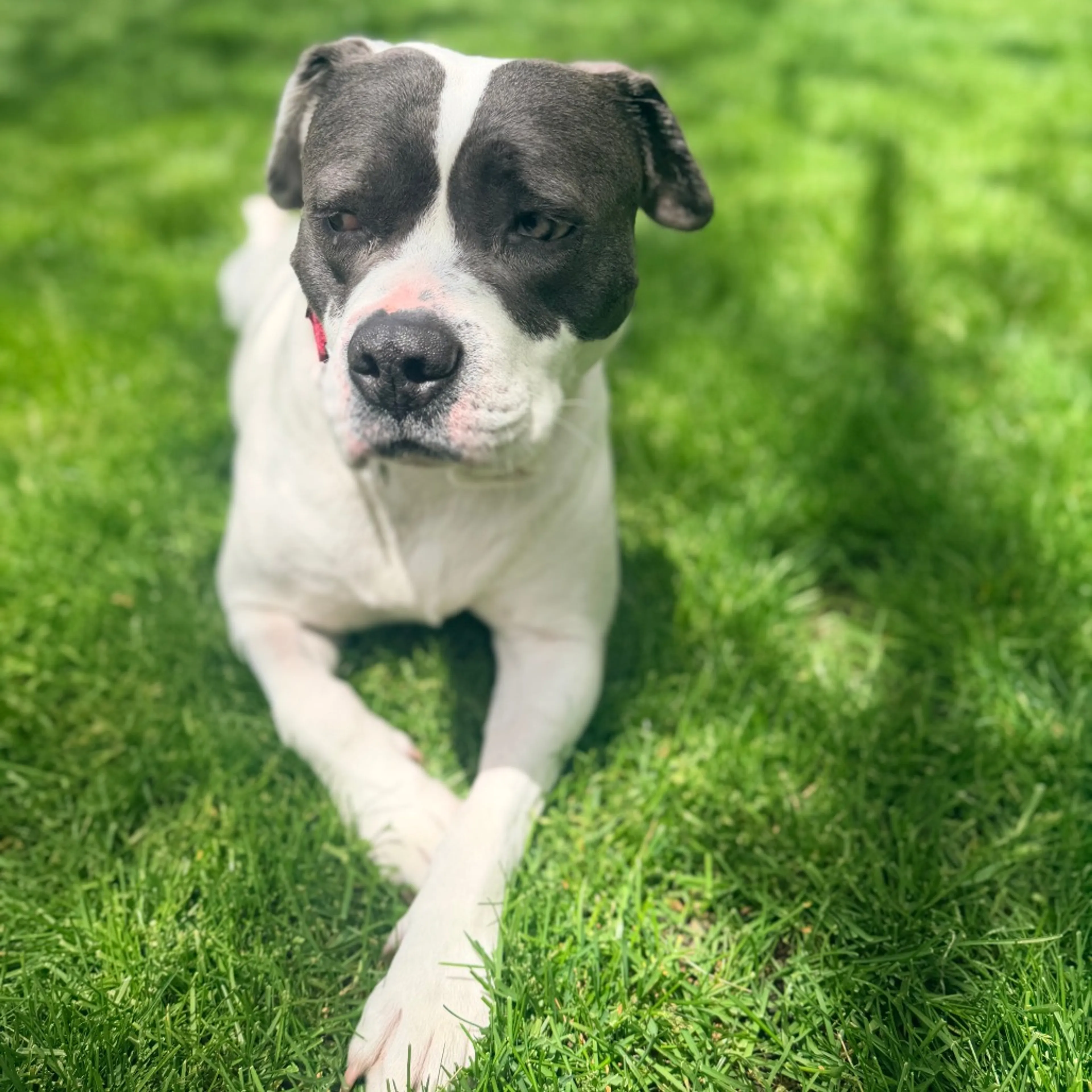 Found pet-31
