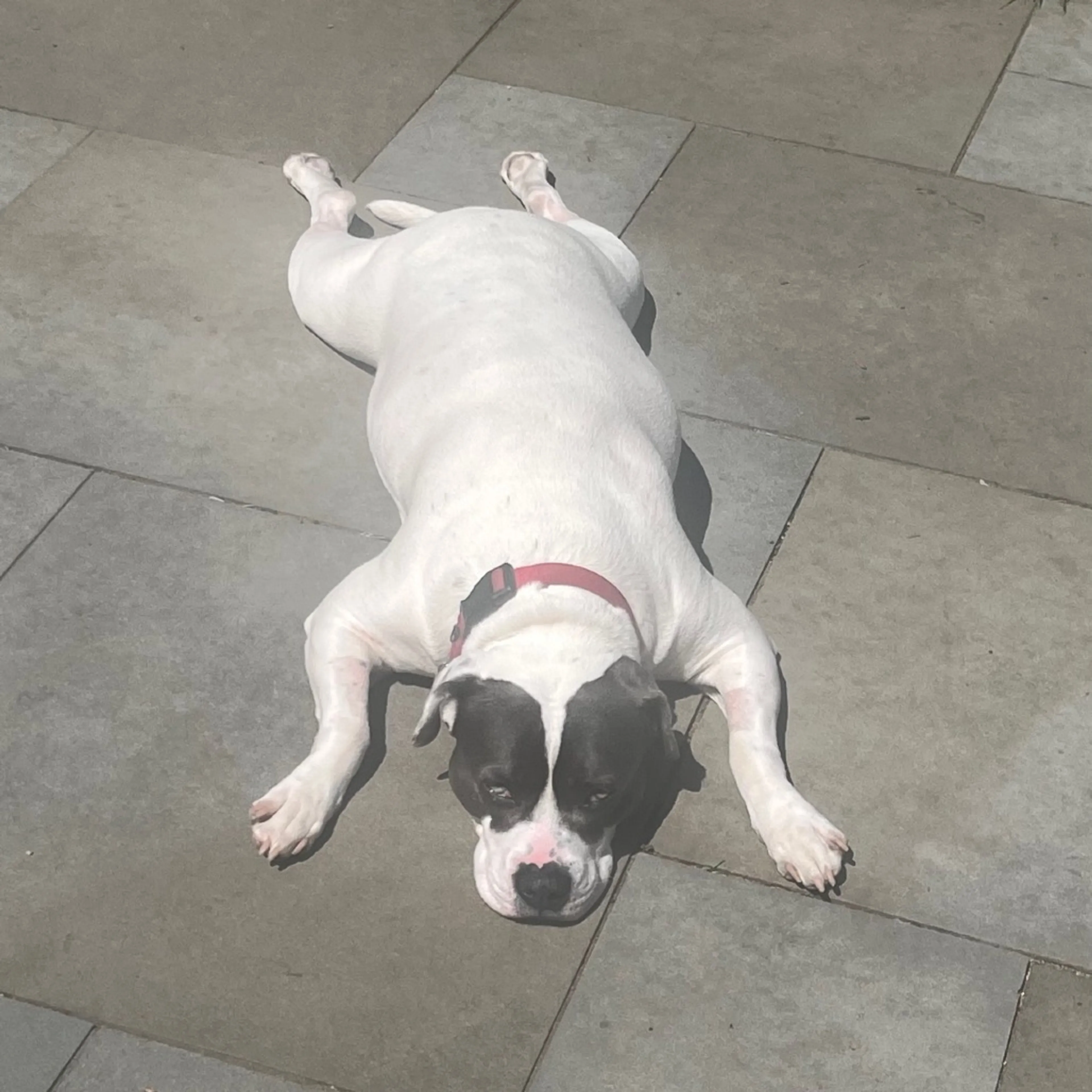 Found pet-21
