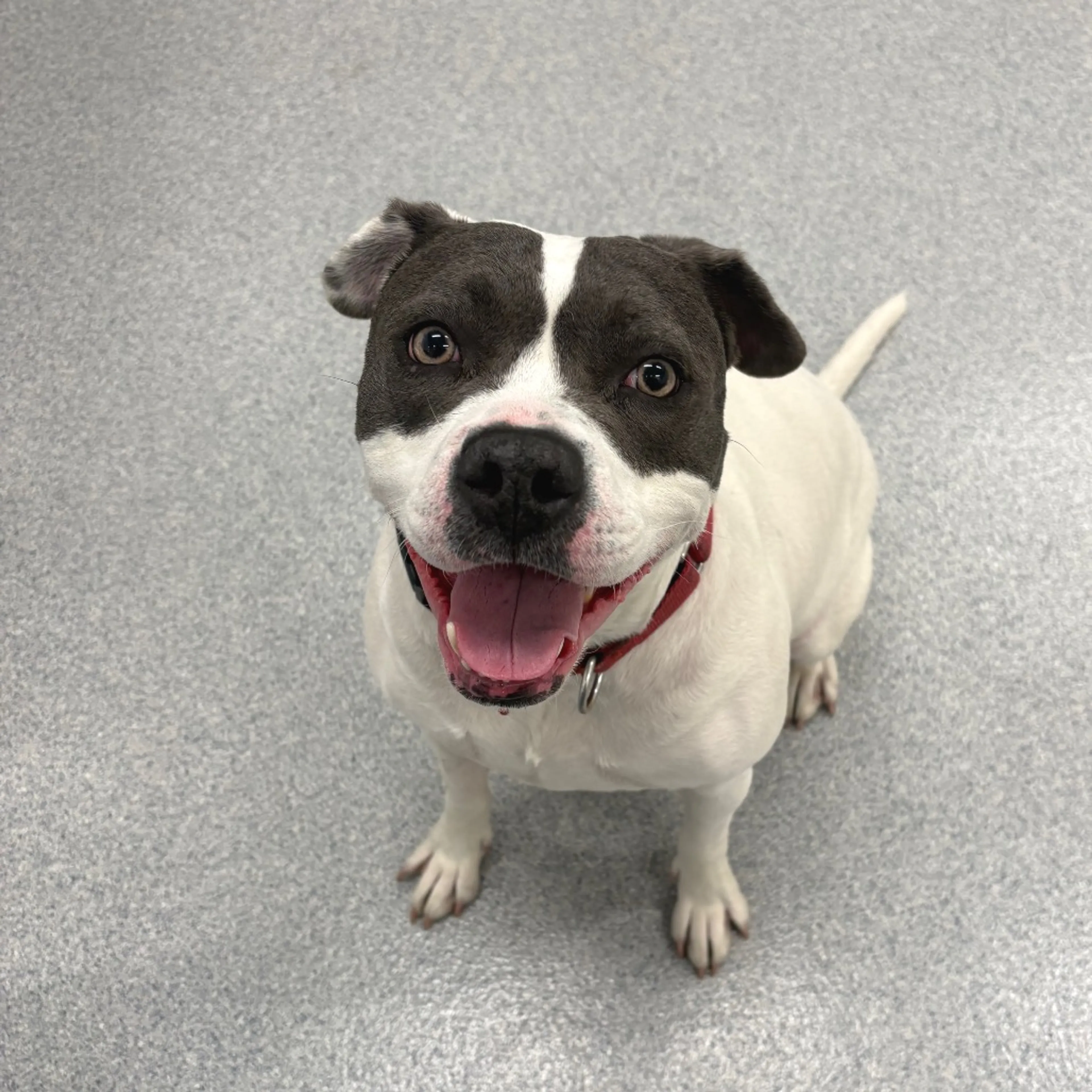 Found pet-28