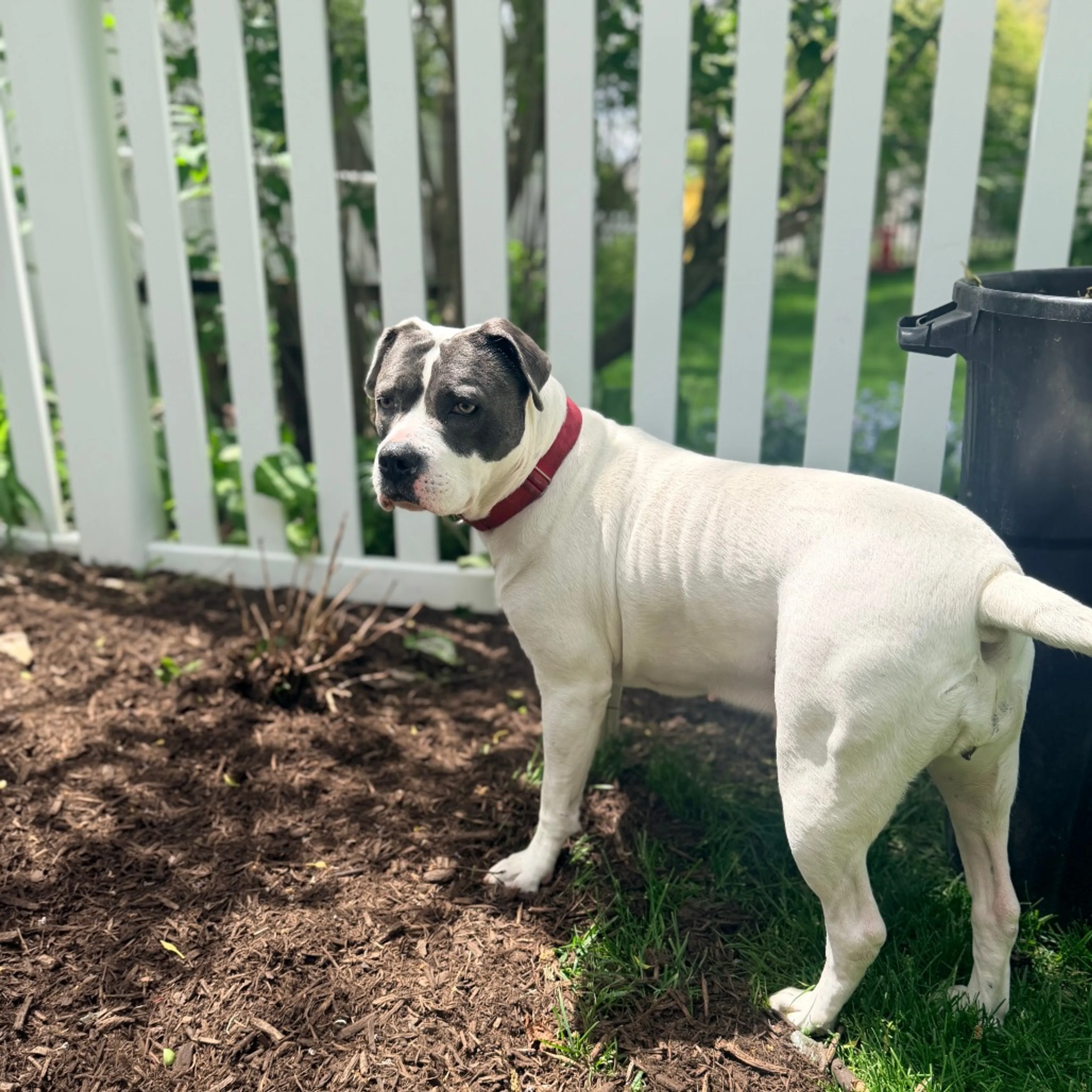 Found pet-29