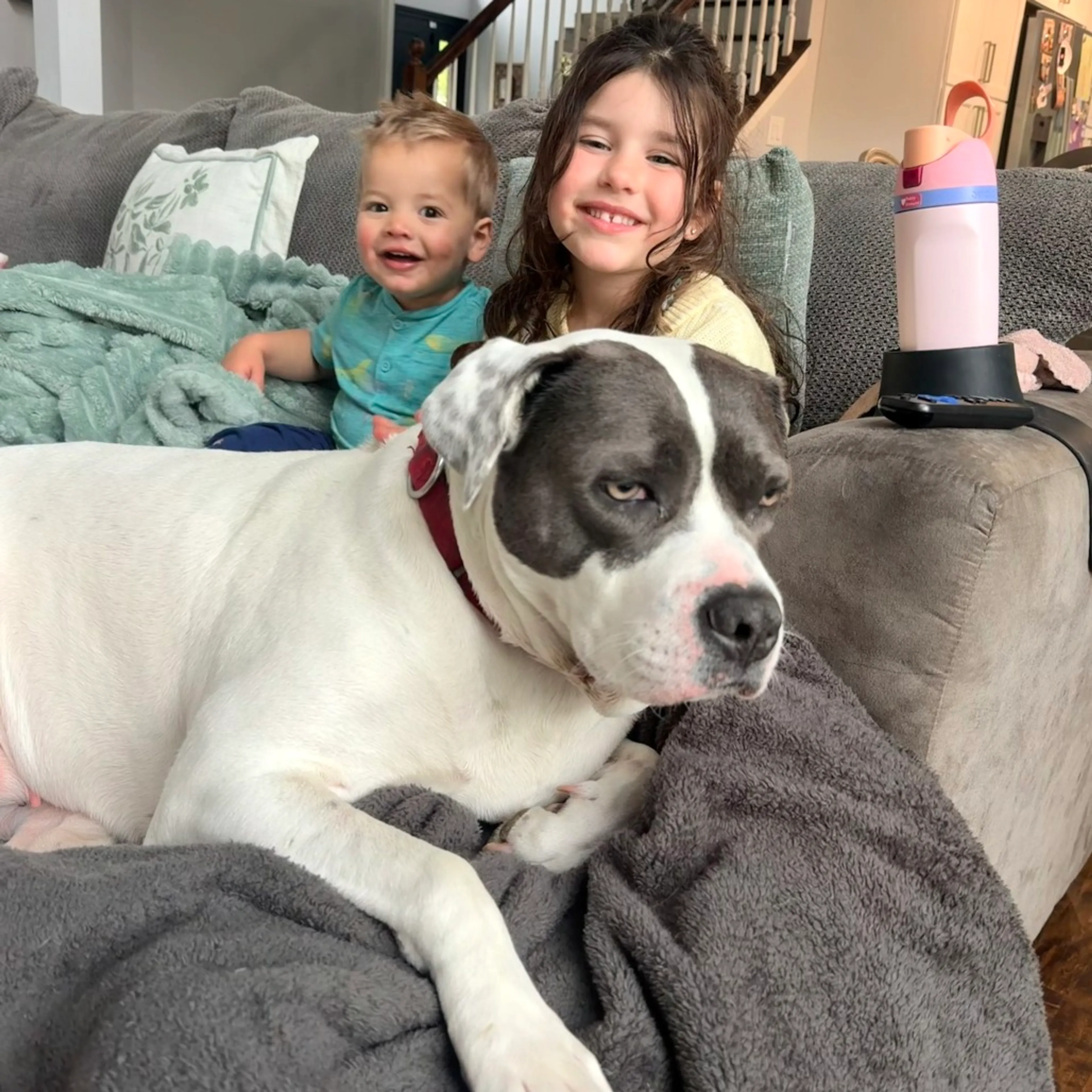 Found pet-32