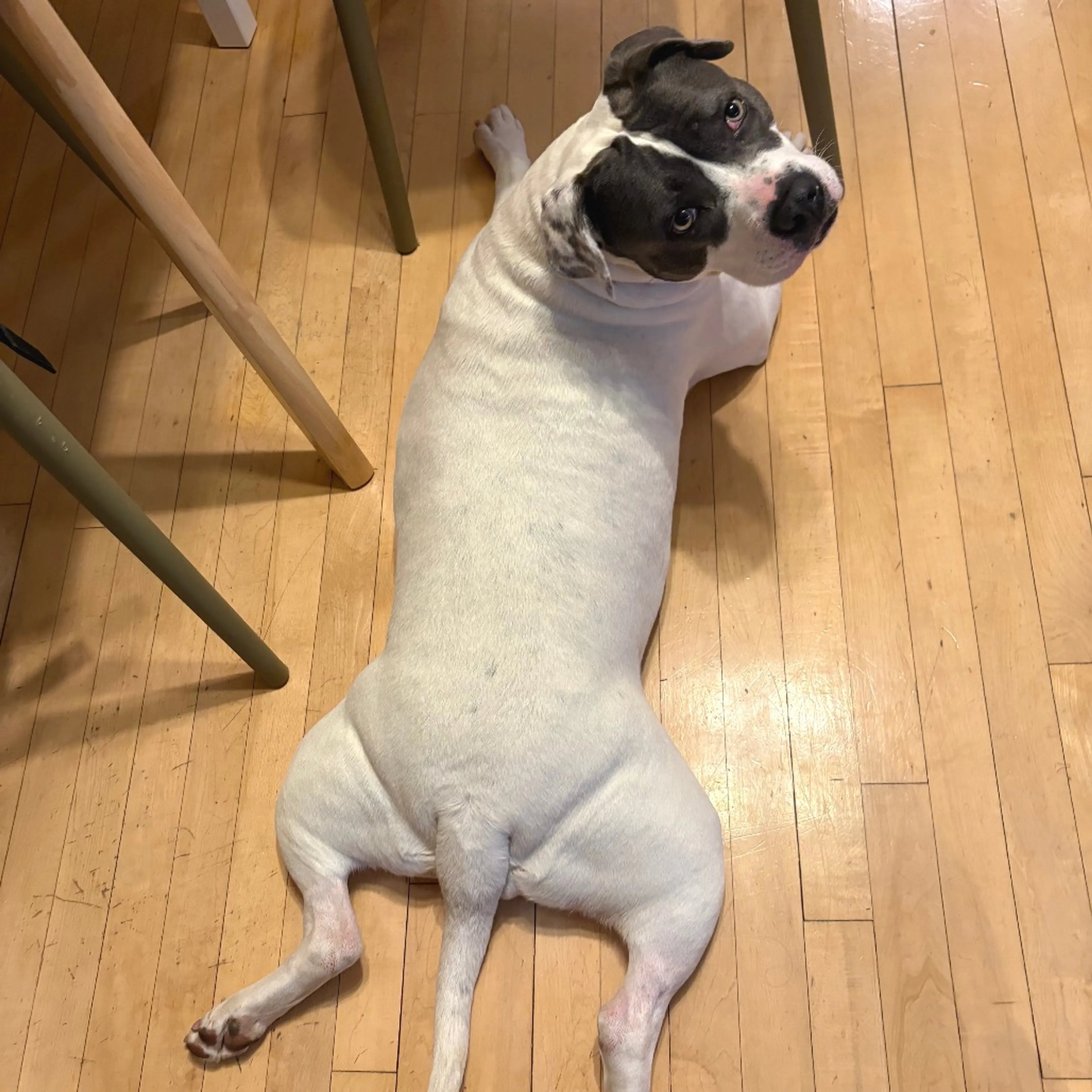 Found pet-22