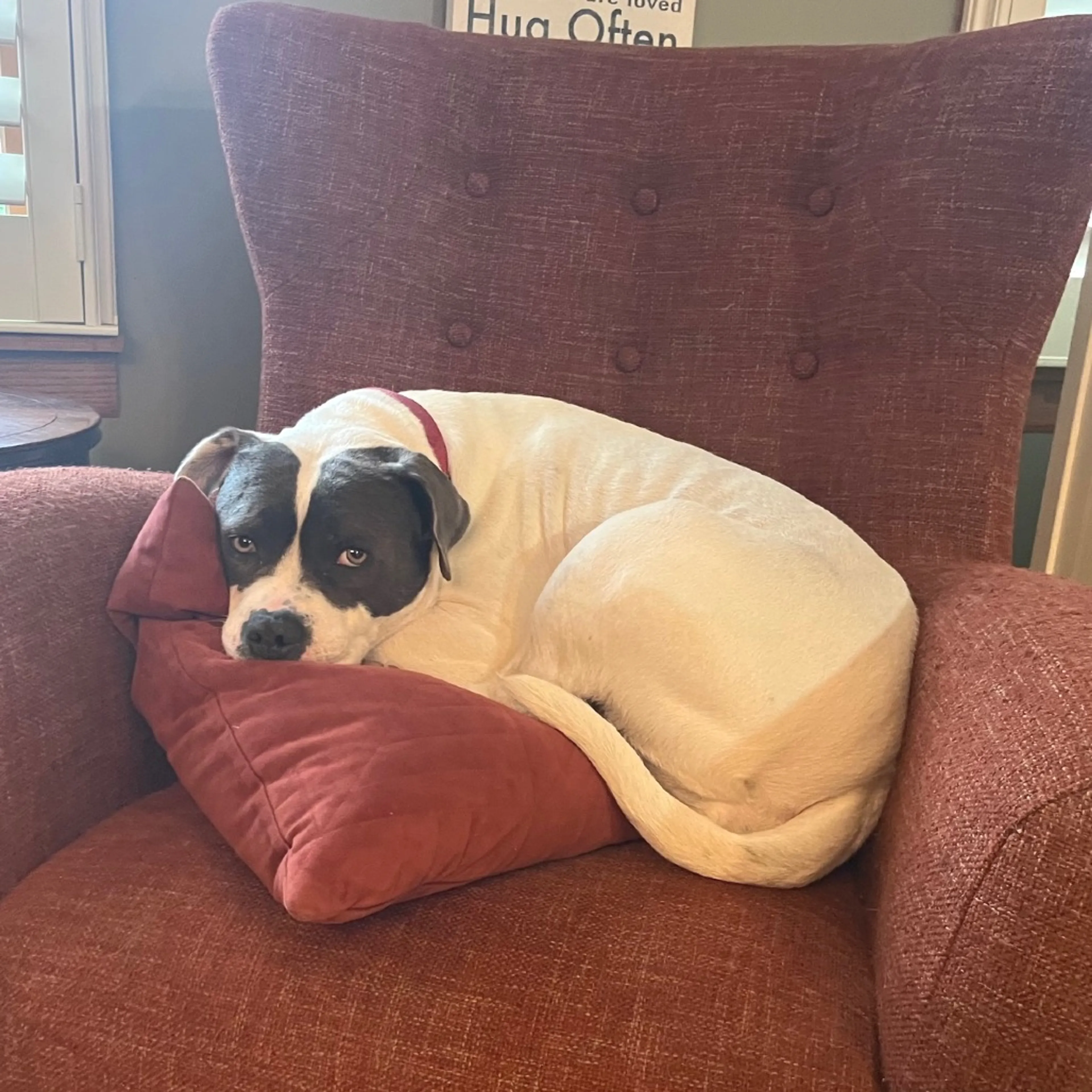 Found pet-20