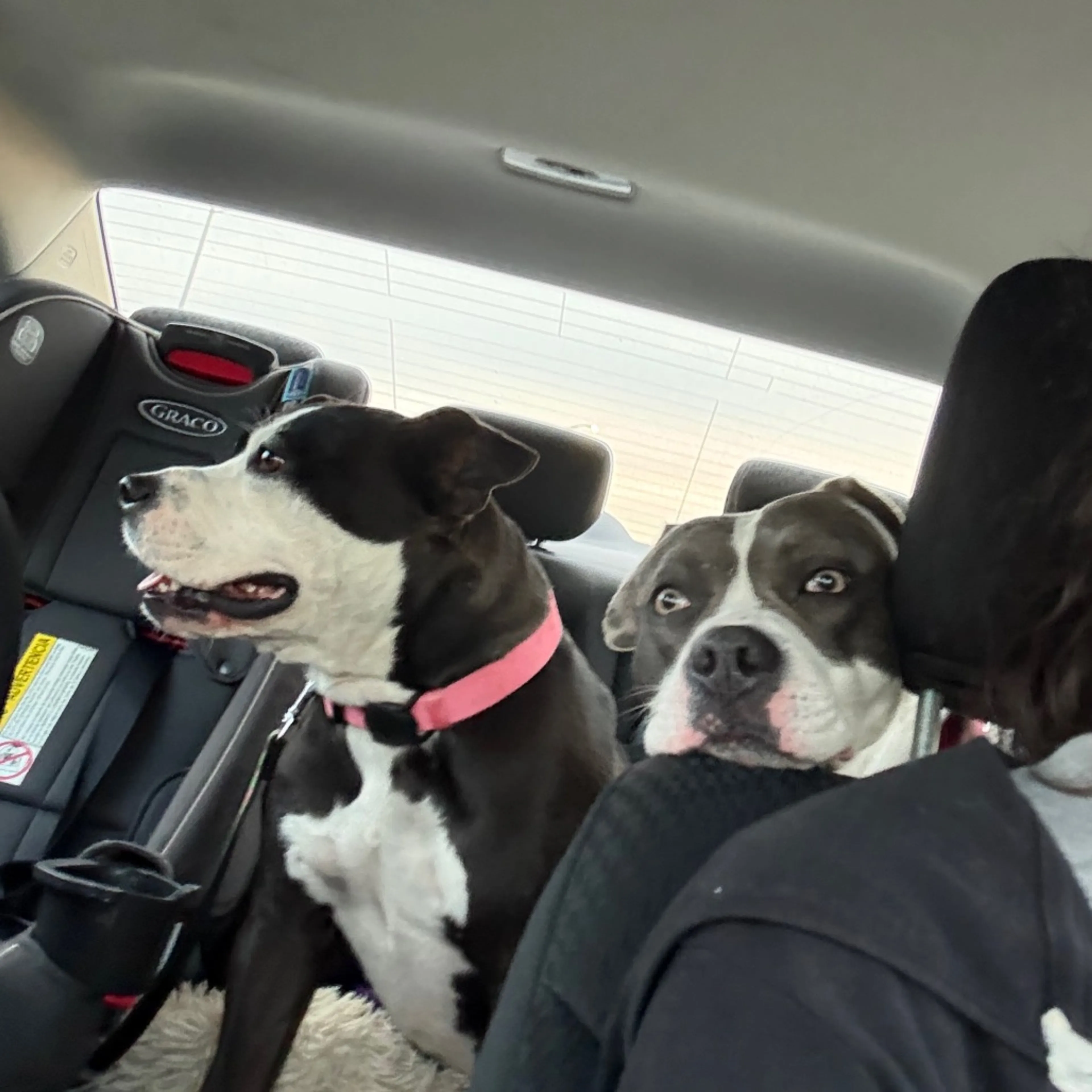 Found pet-26