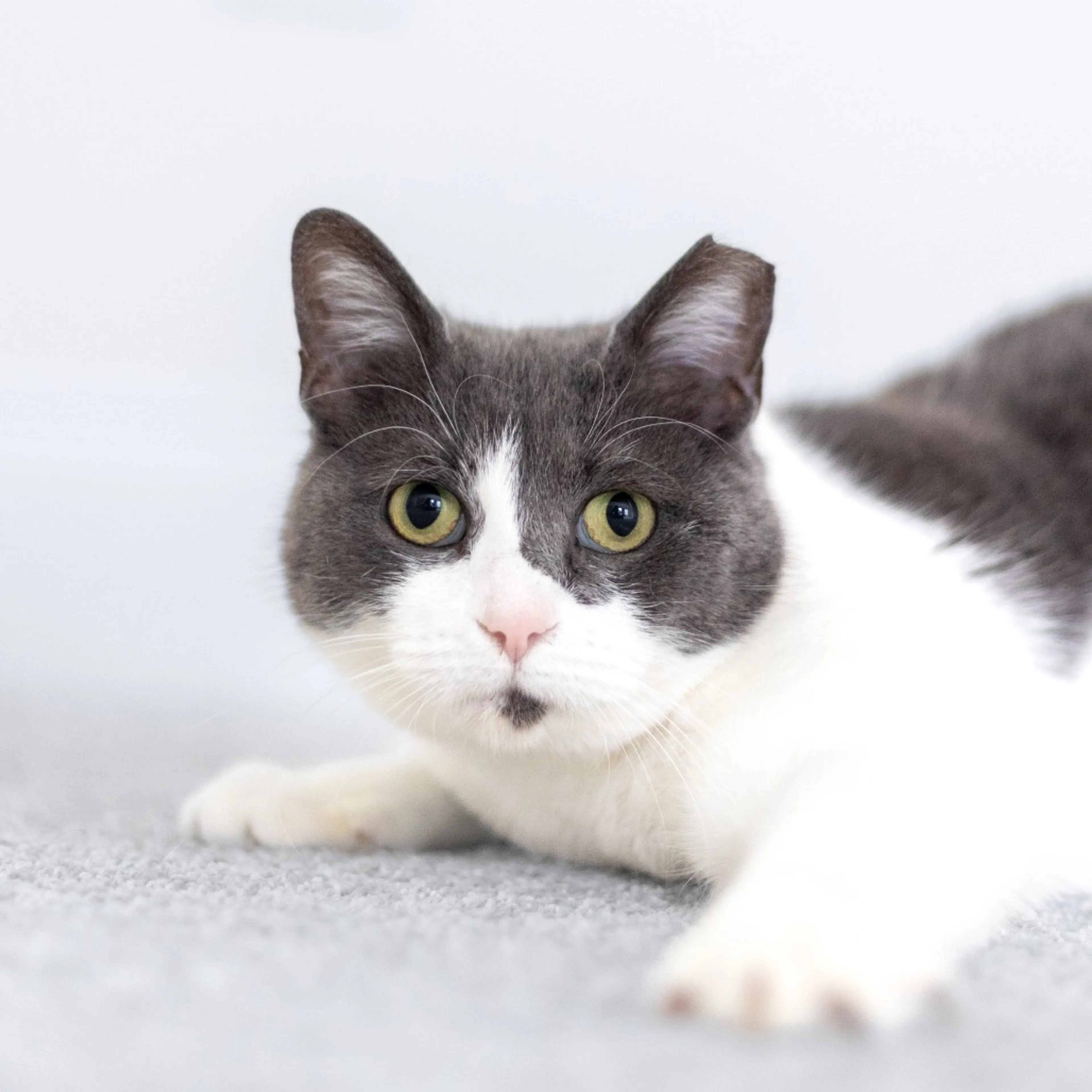 Found pet-1