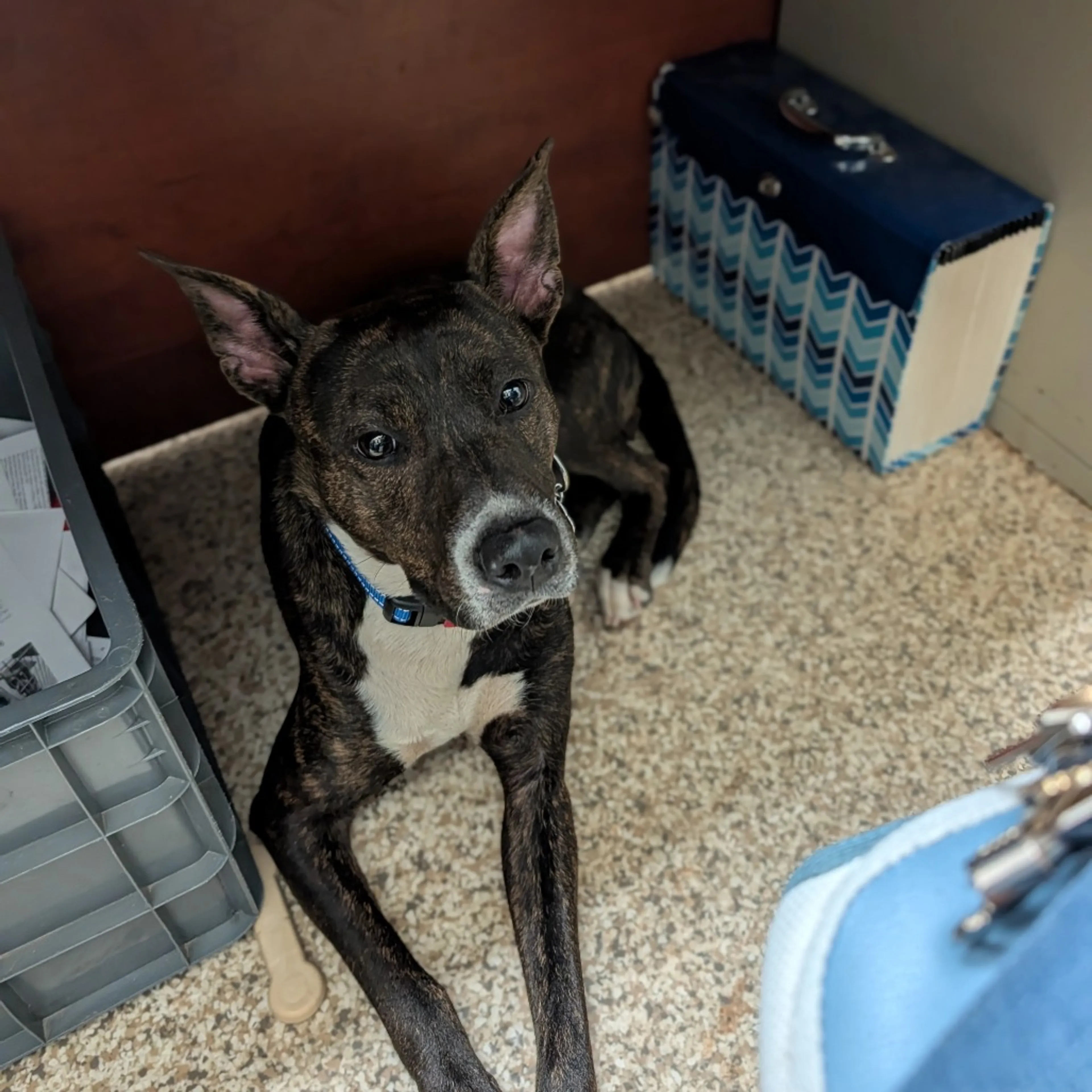 Found pet-2