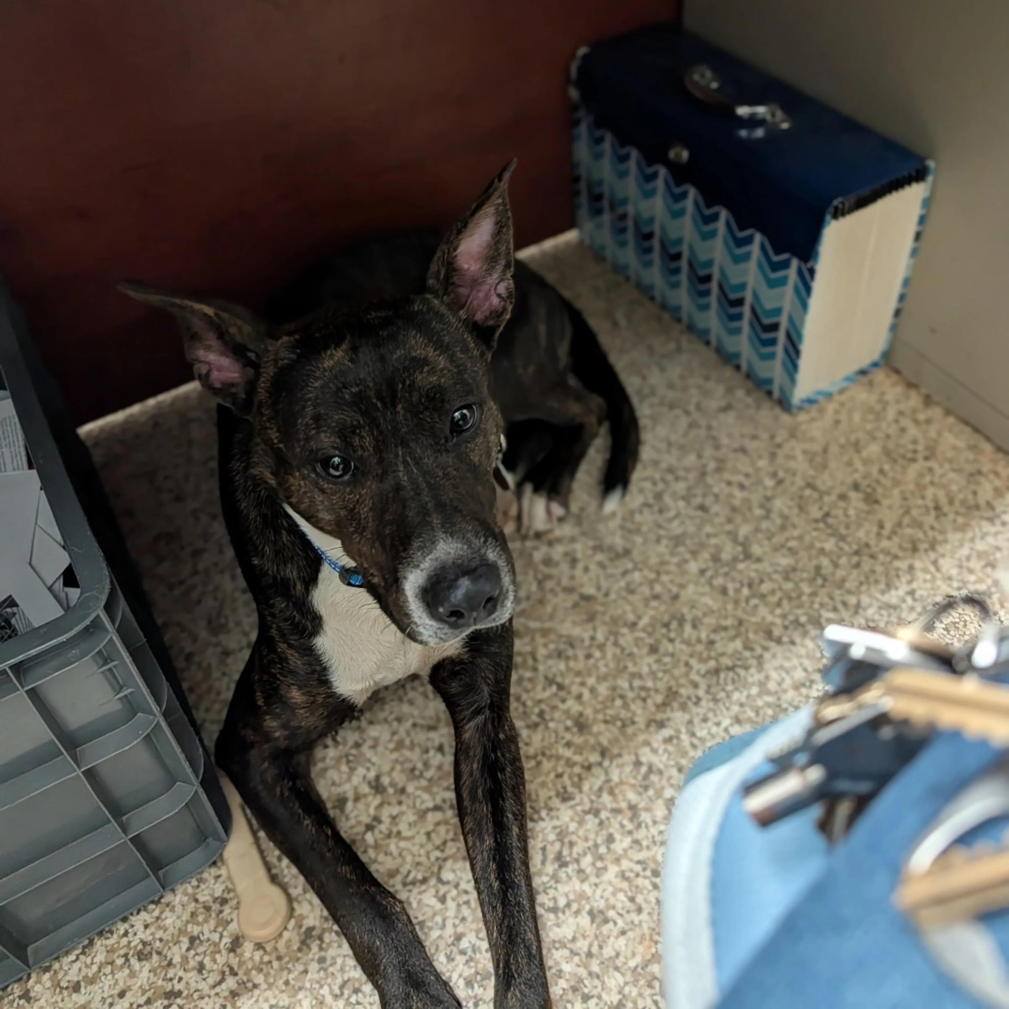 Found pet-1