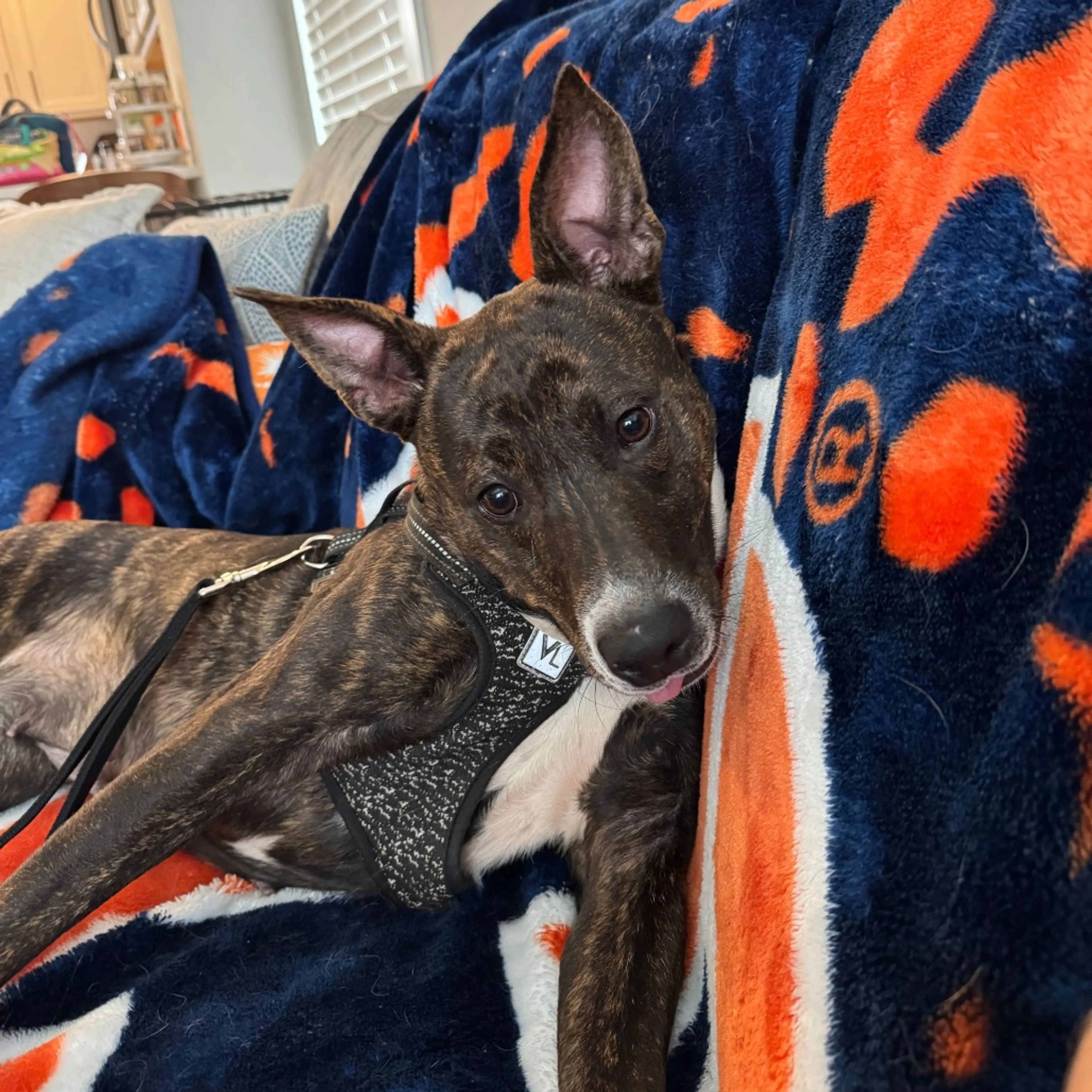 Found pet-4