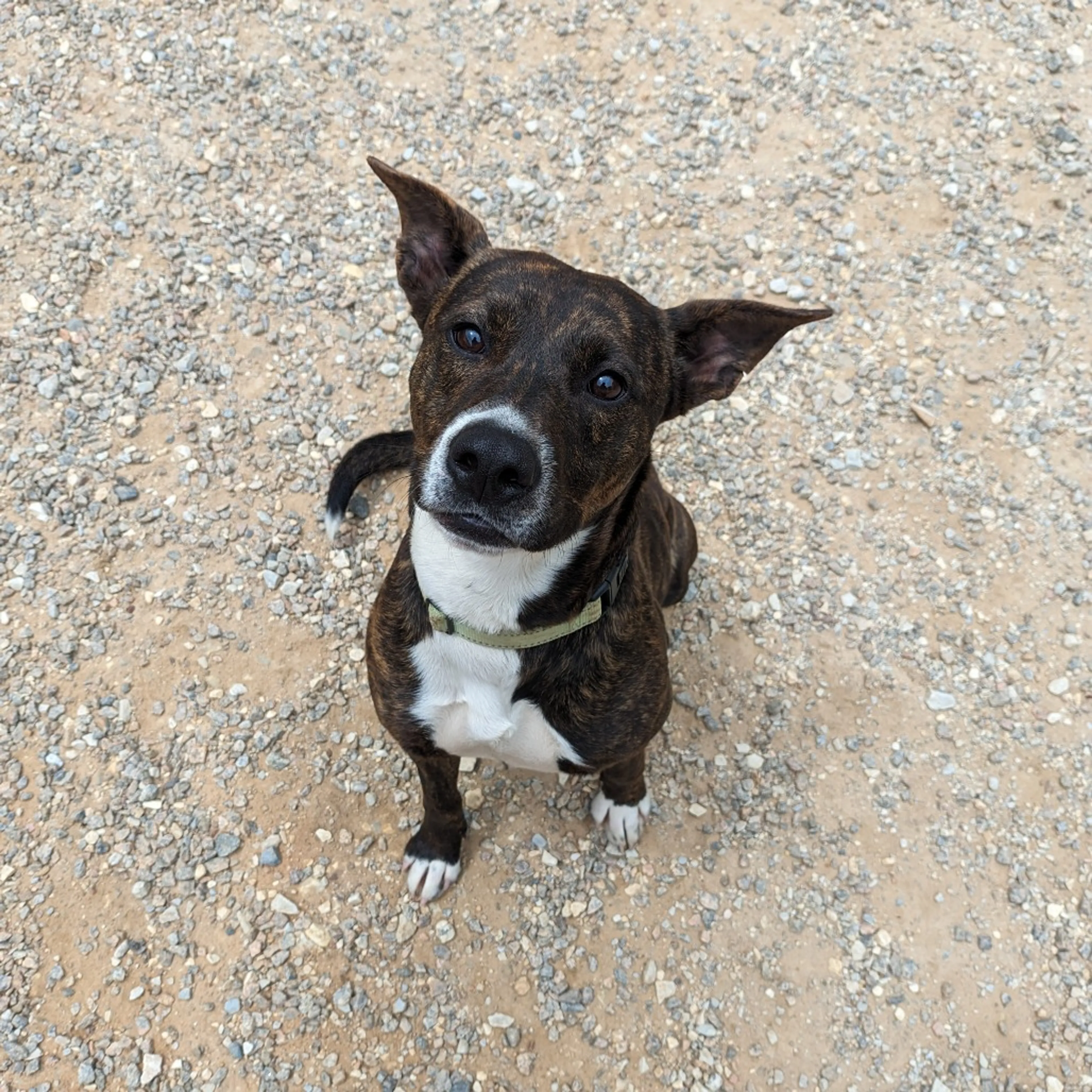 Found pet-17