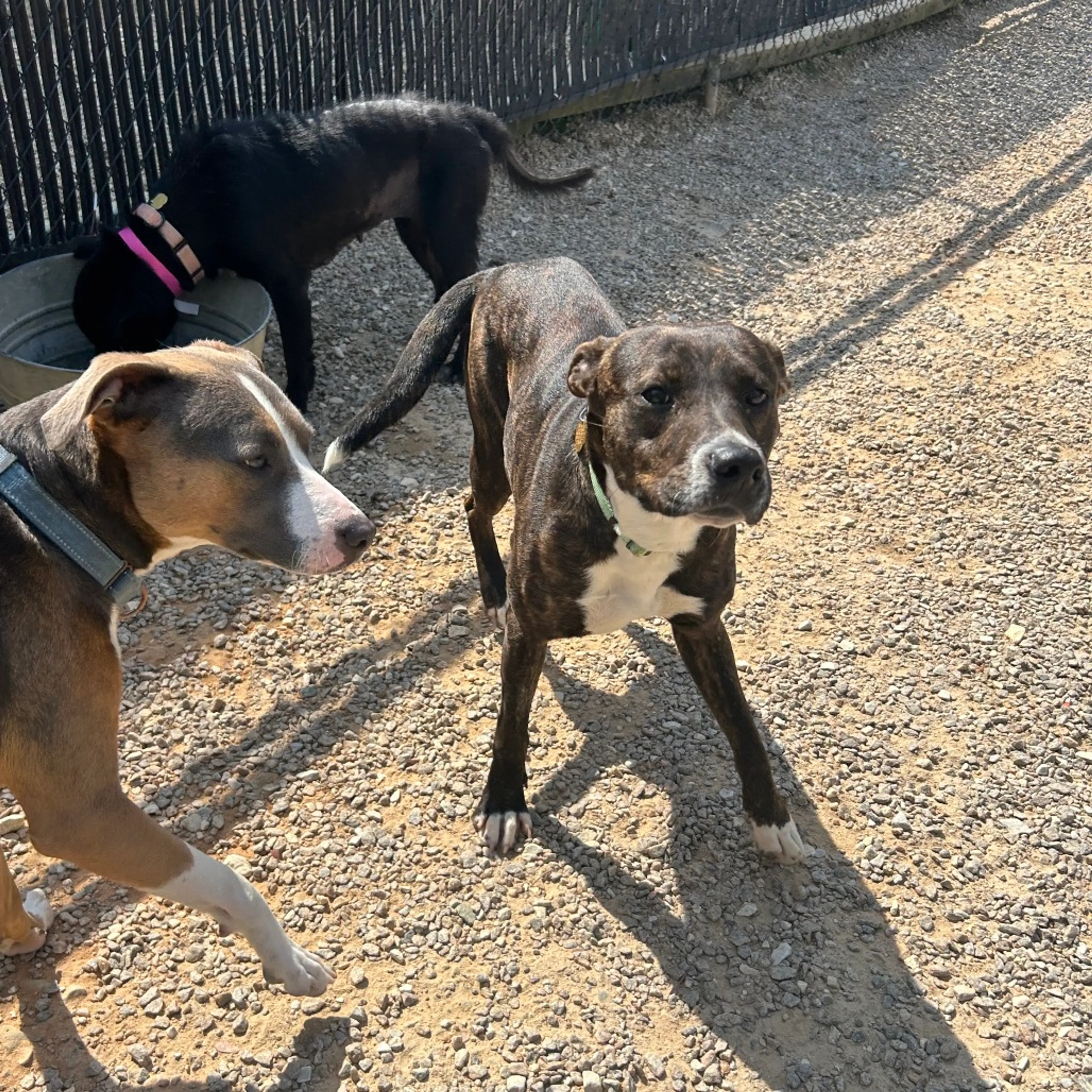 Found pet-14